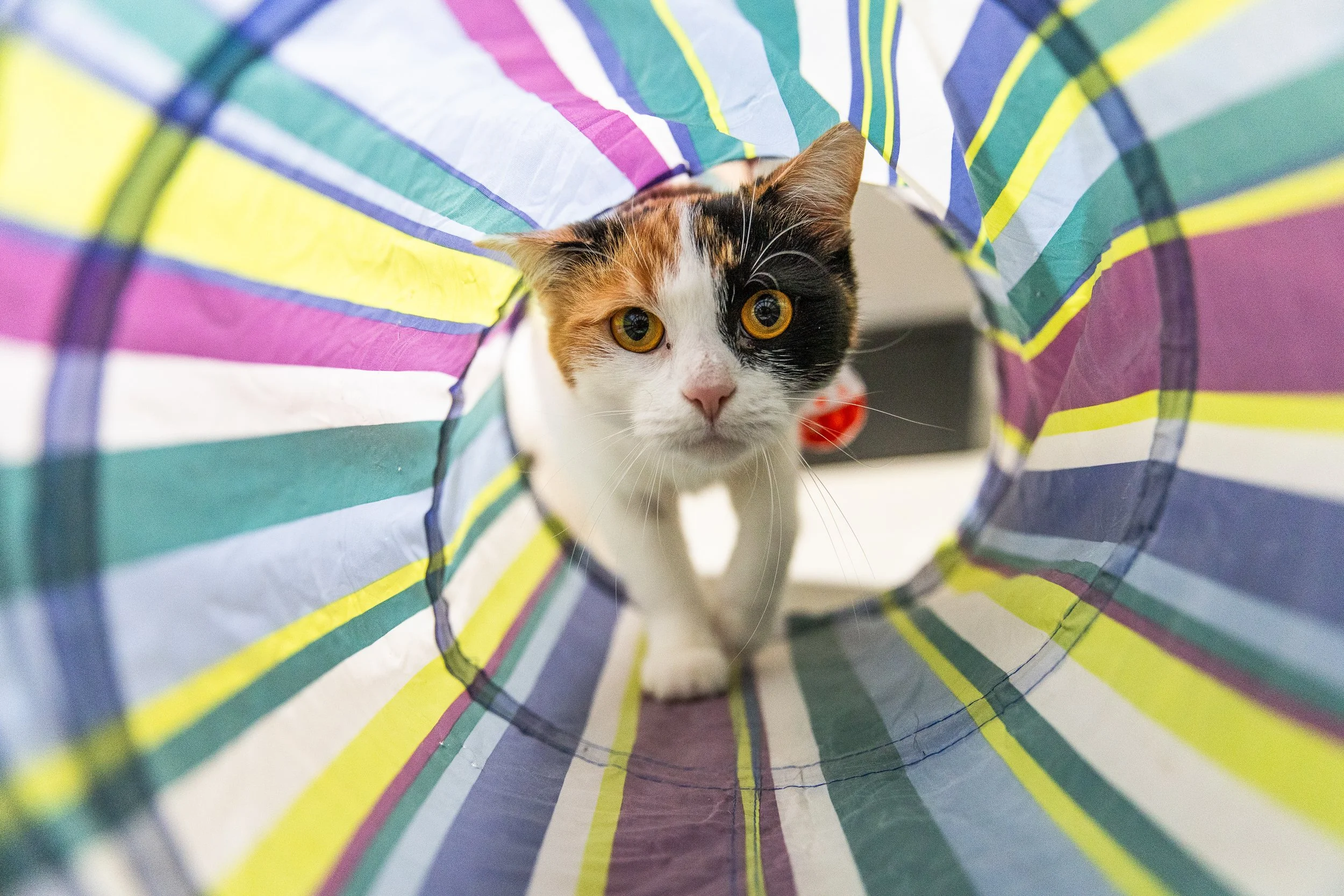 cat-in-animal-shelter-5.jpg