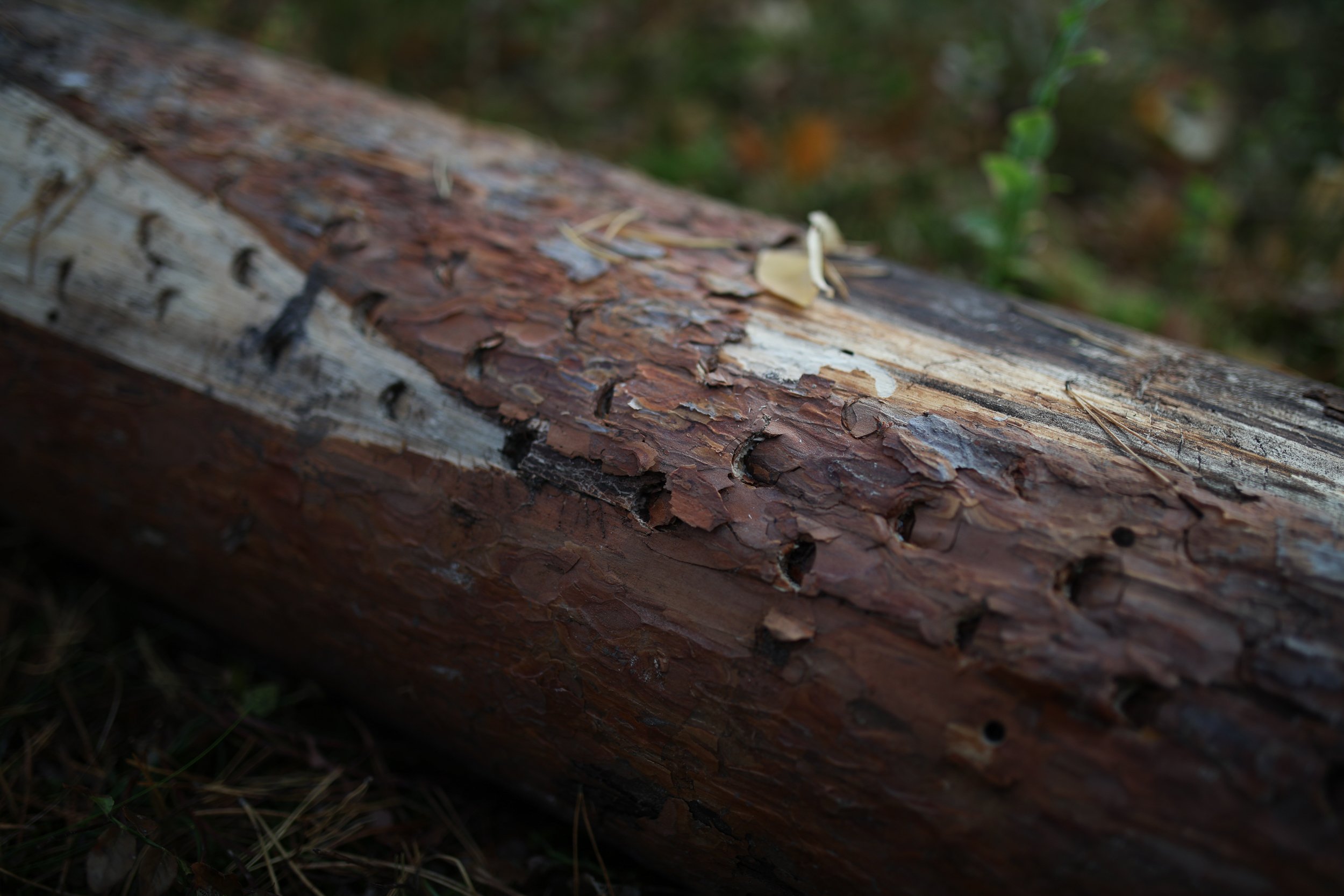 forest-clearing-4.jpg