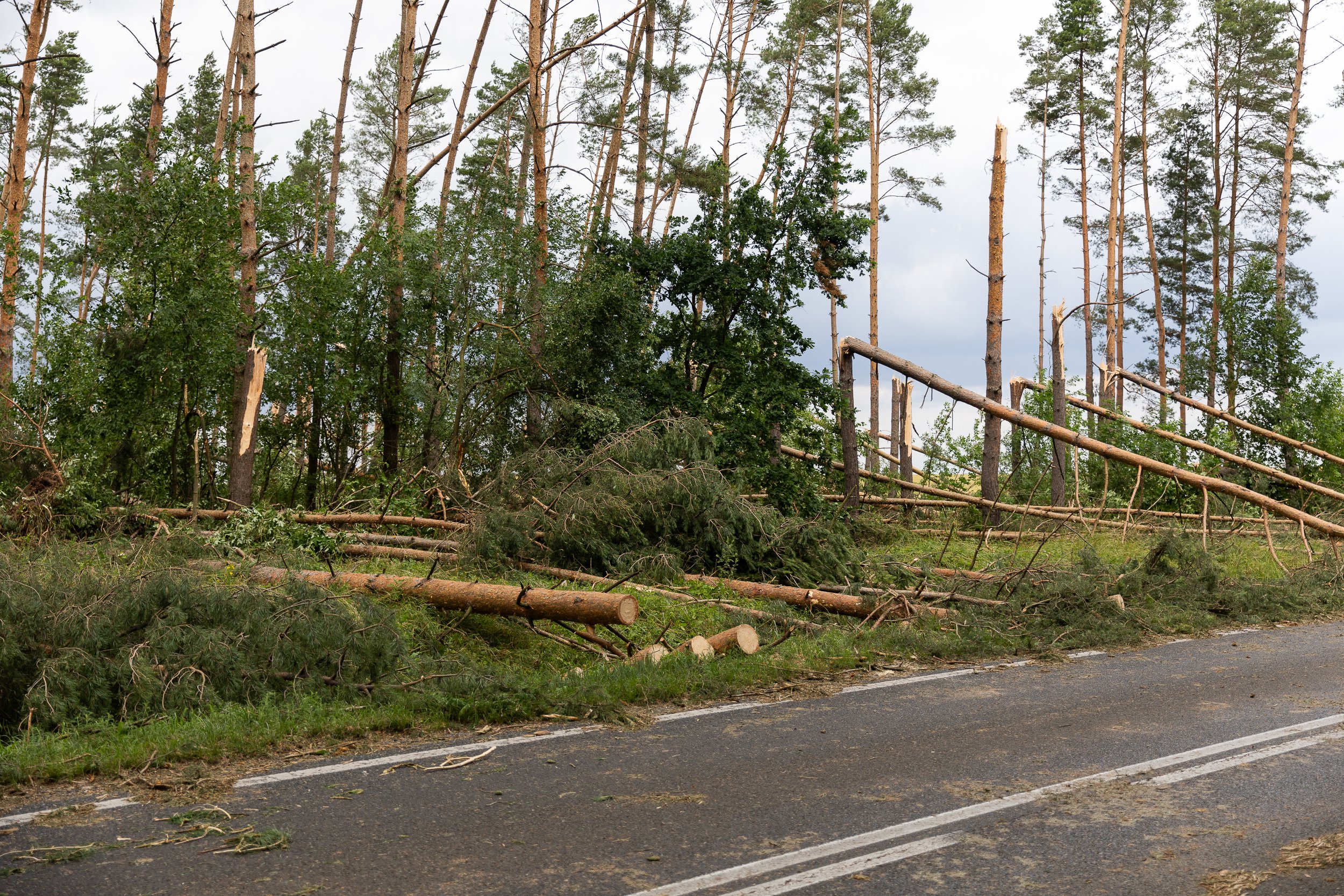 Część lasu znacząco dotkniętego przez silny wiatr za miastem Chojna od strony Szczecina, Polska, 27 czerwca 2025.