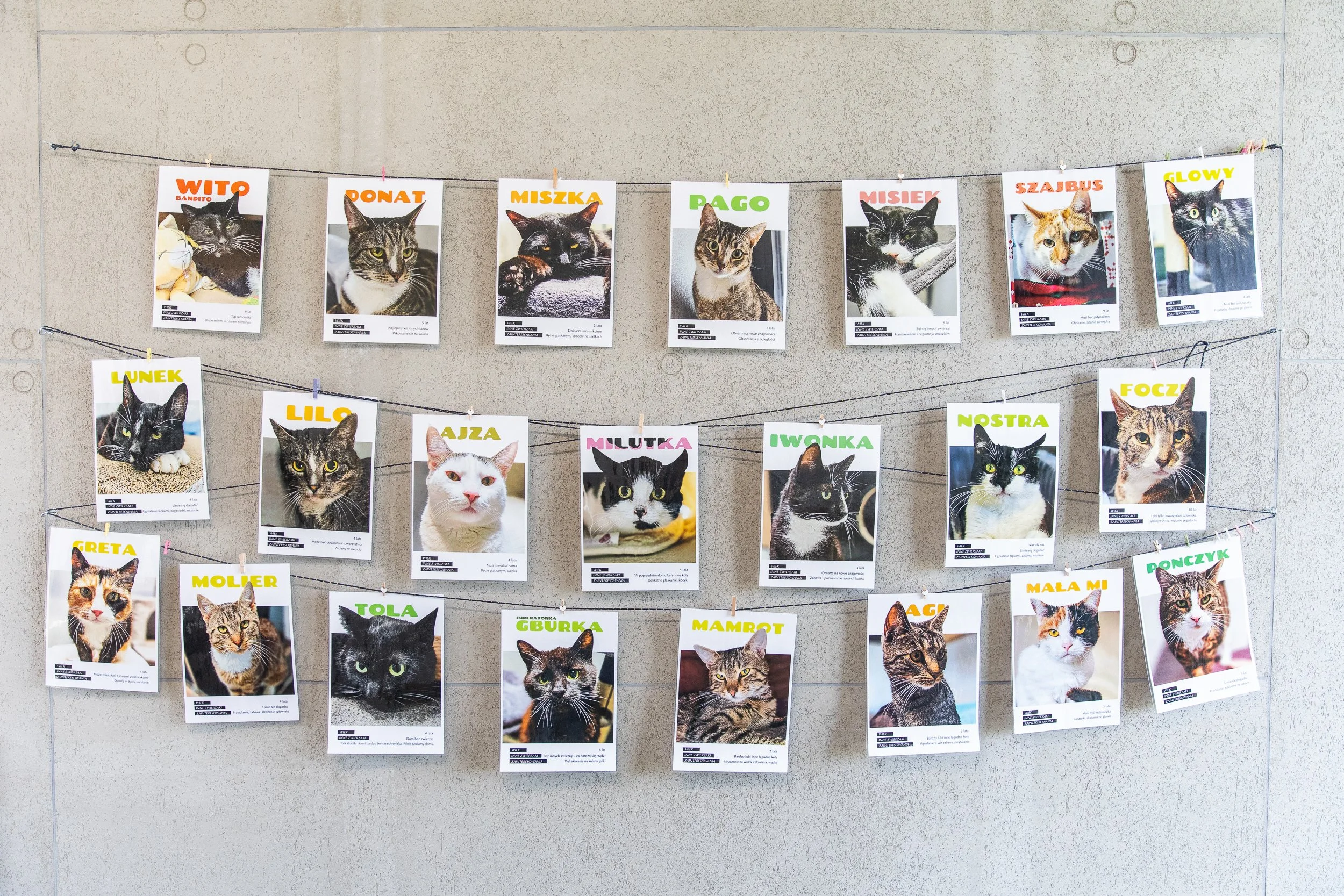 Portraits of cats at an animal shelter waiting for adoption, Szczecin, Poland, July 16, 2025