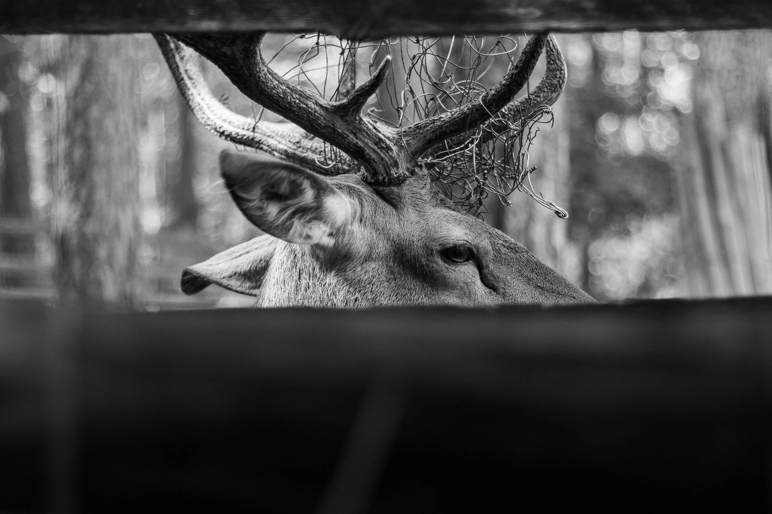 A deer with antlers tangled in metal mesh, Wolin National Park, Wolin, Poland, August 17, 2022