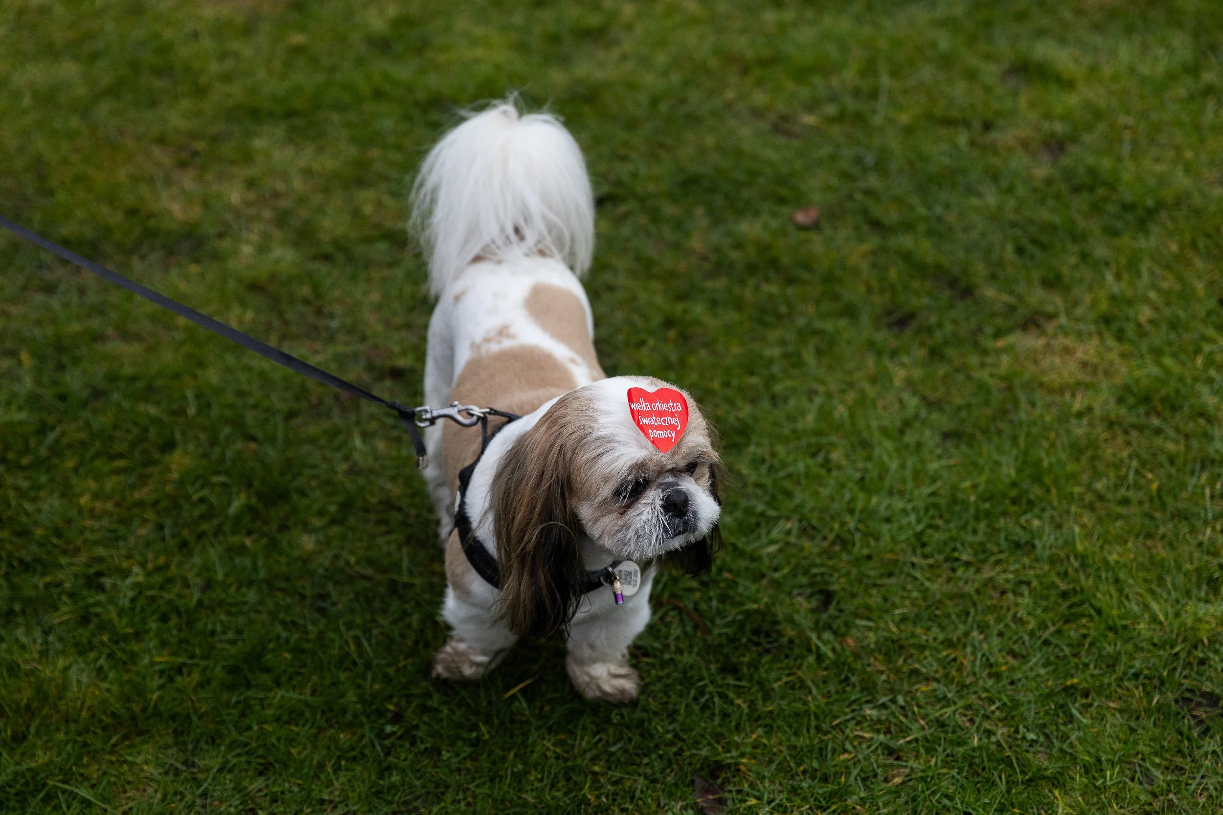 A dog with a Great Orchestra of Christmas Charity heart stuck on its head, Szczecin, Poland, January 26, 2025