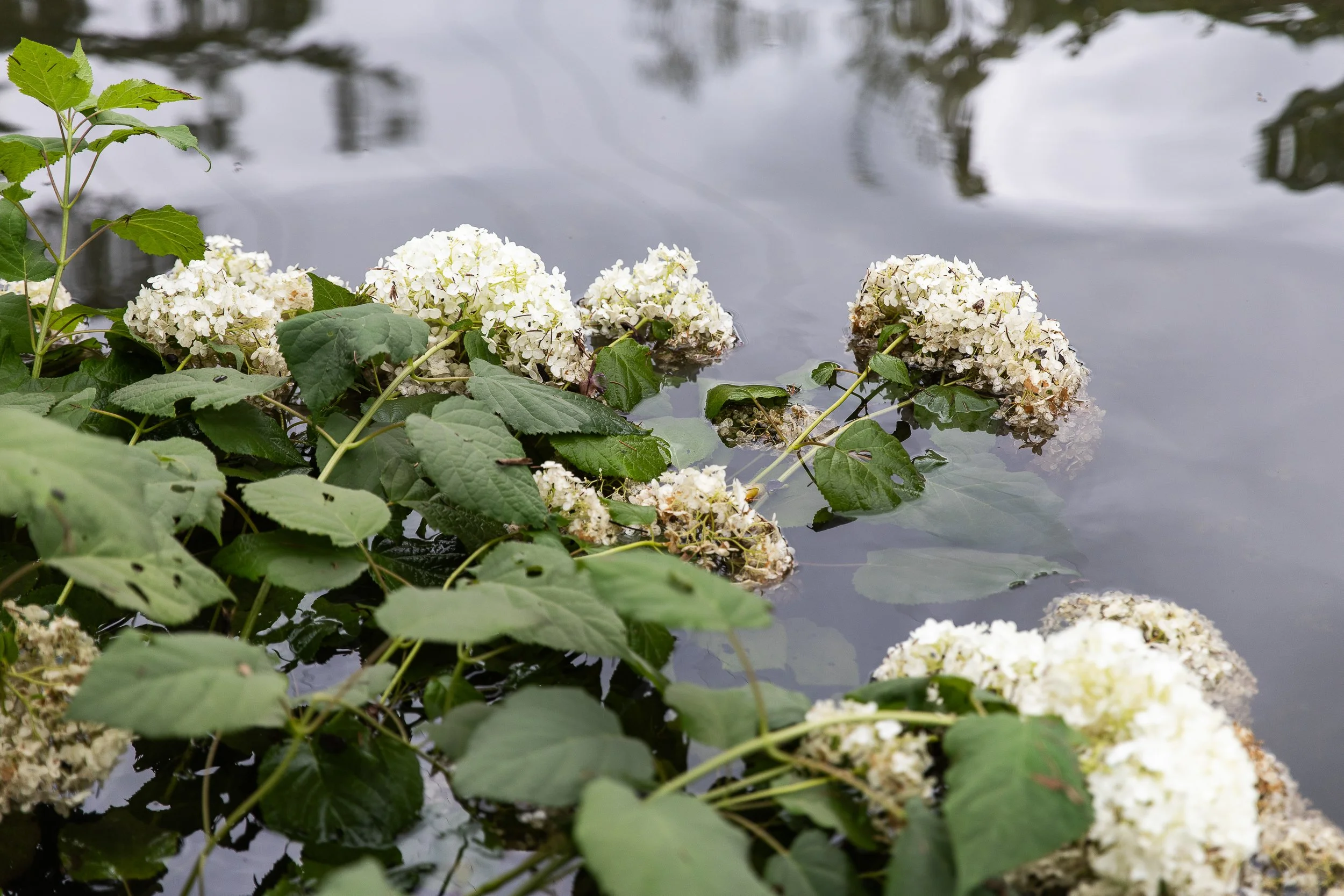 flooded-allotment-gardens-9.jpg