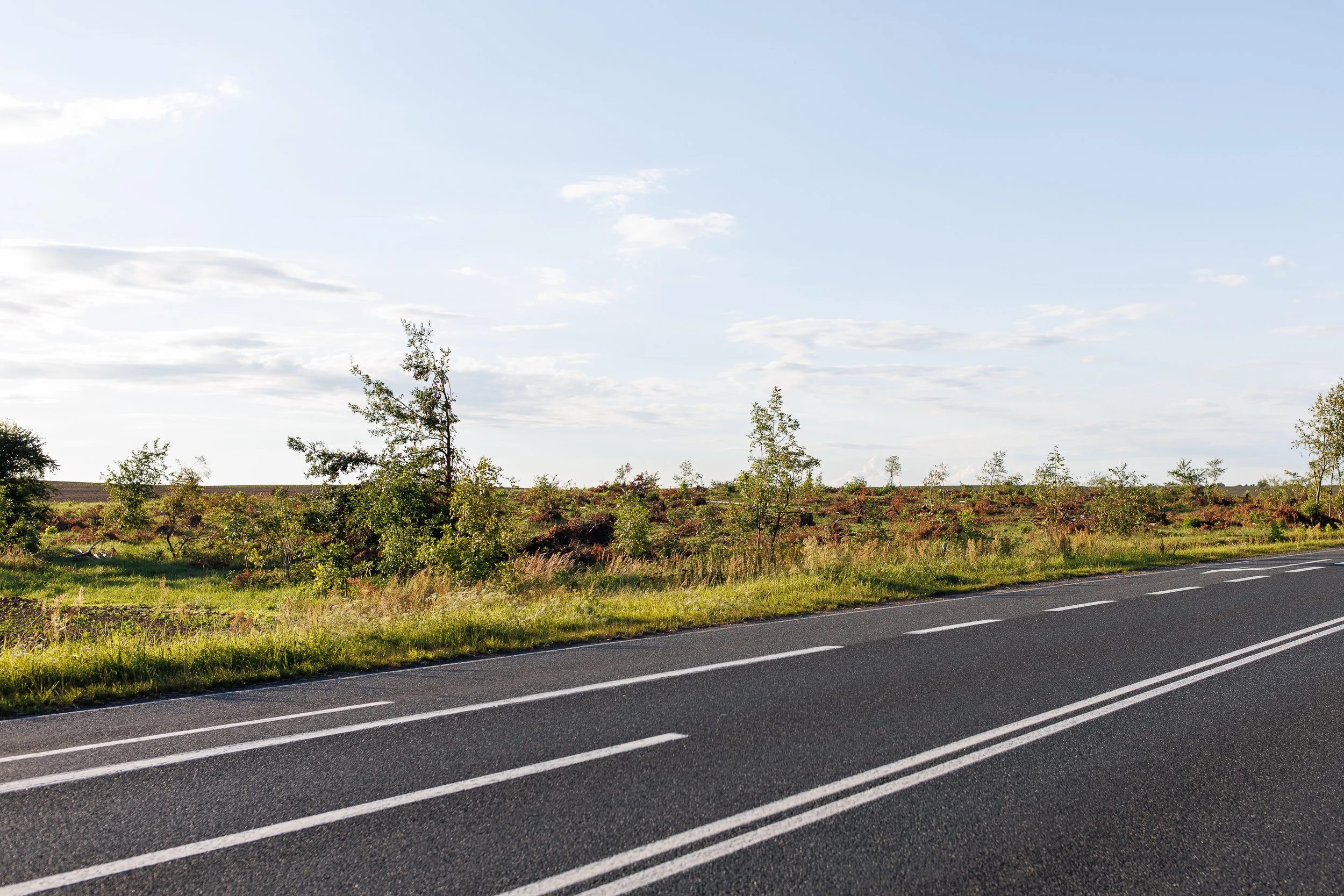 To, co pozostało z lasu za miastem Chojna od strony Szczecina, Polska, 30 sierpnia 2025.