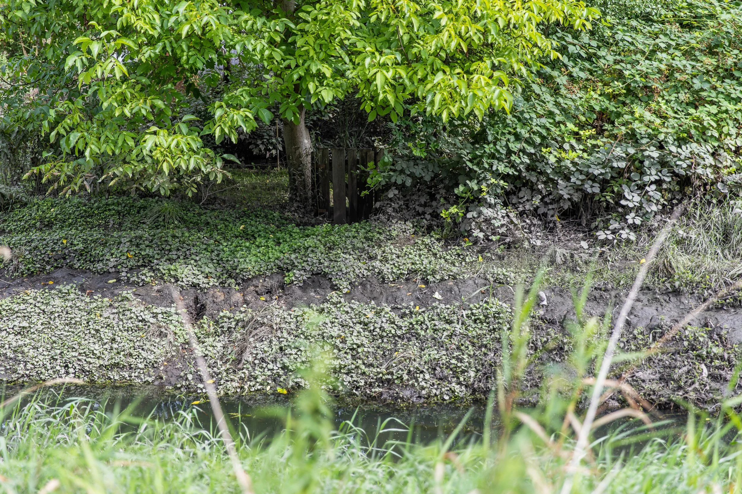 flooded-allotment-gardens-6.jpg