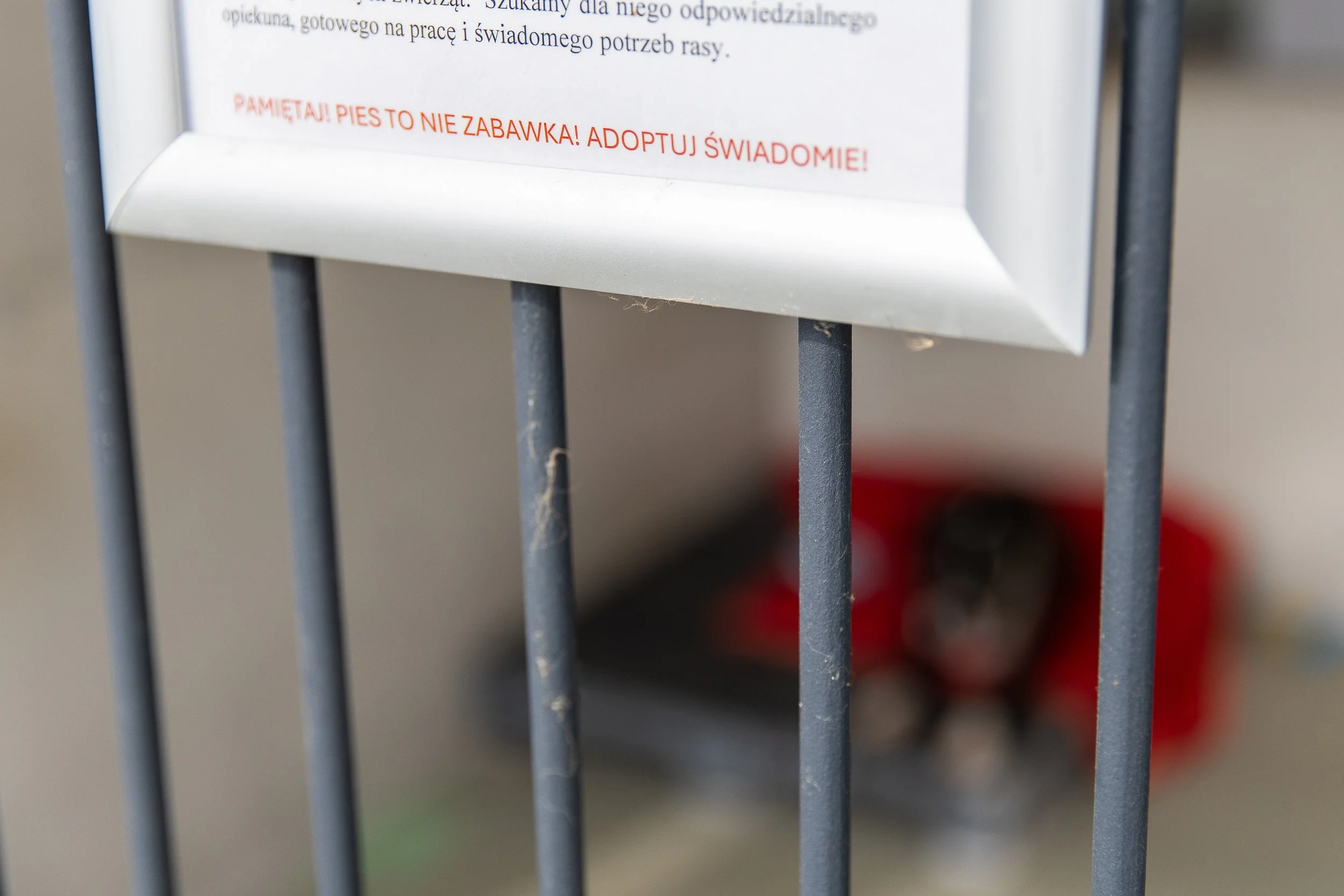 "Remember! A dog is not a toy! Adopt consciously!" Animal shelter, Szczecin, Poland, July 21, 2025
