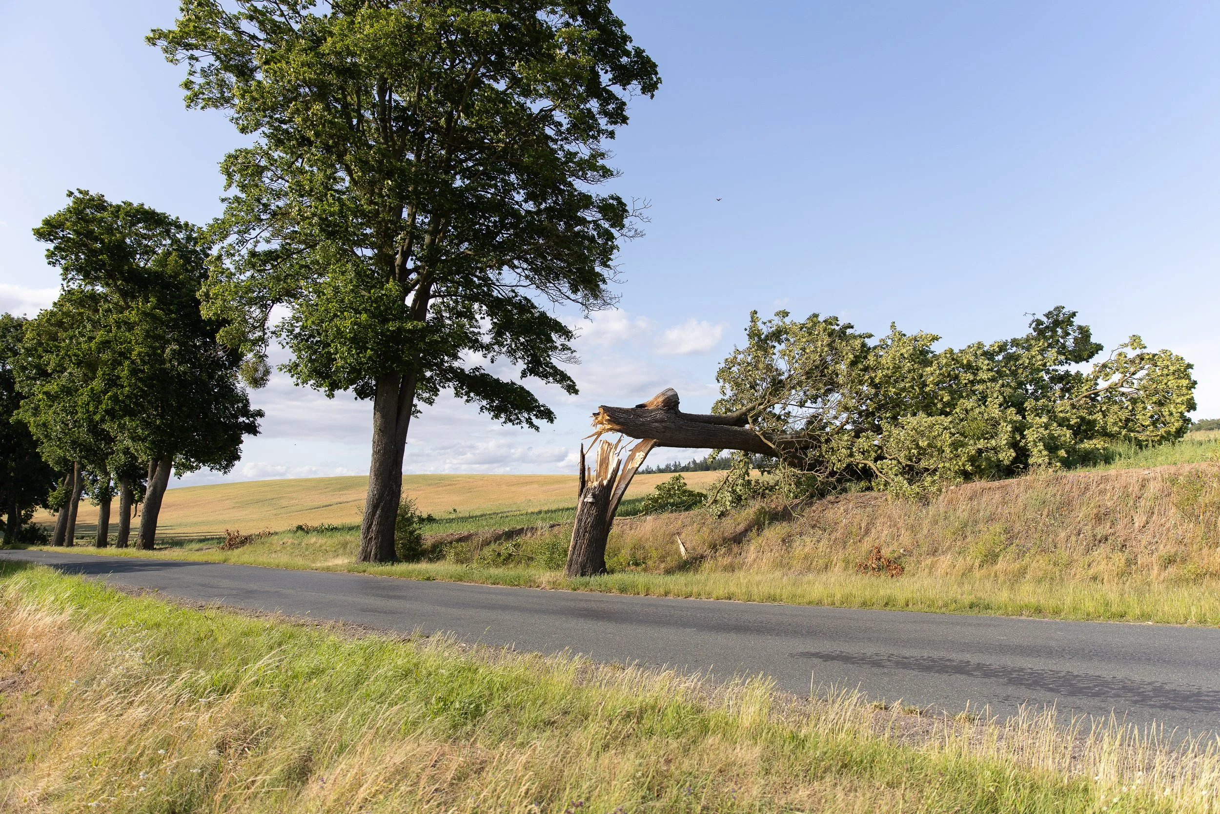 A tree felled by strong winds near the village of Mętno Małe, West Pomeranian Voivodeship, Poland, June 27, 2025