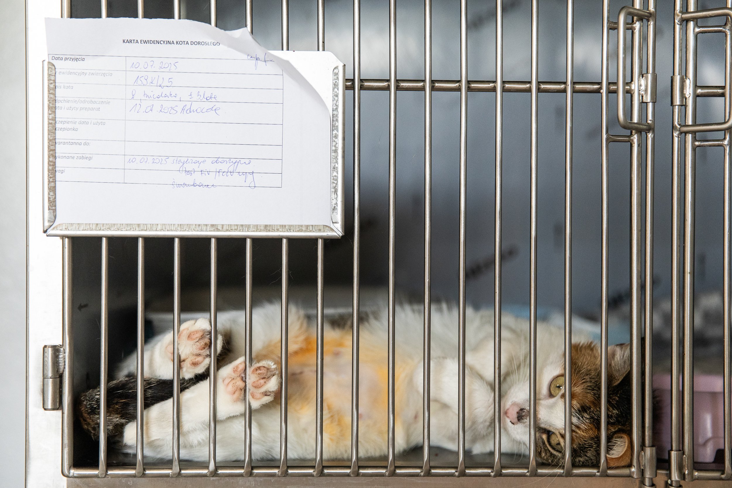 shelter-for-homeless-animals (13).jpg