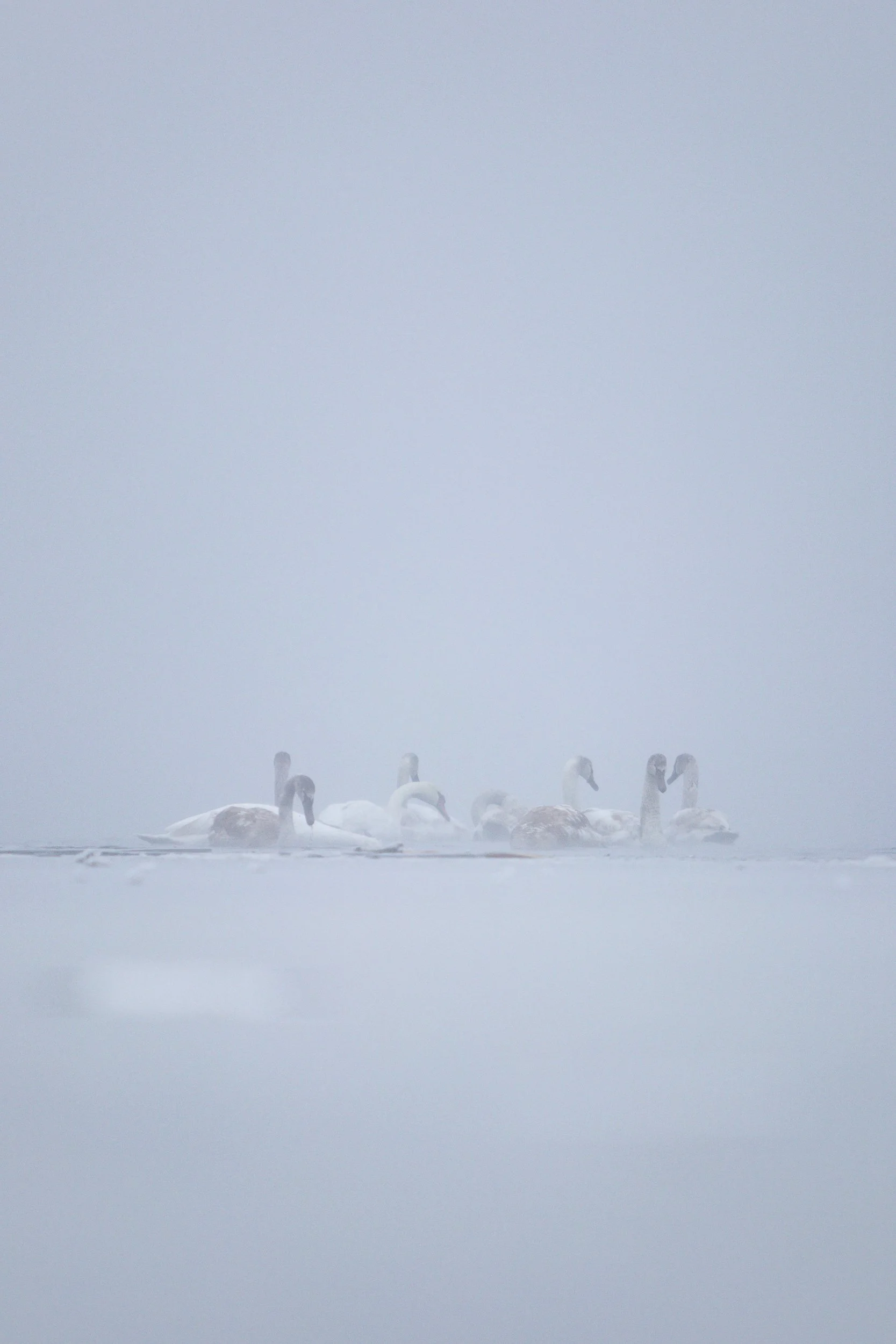 Swans during fog, Moryń, Poland, December 17, 2022