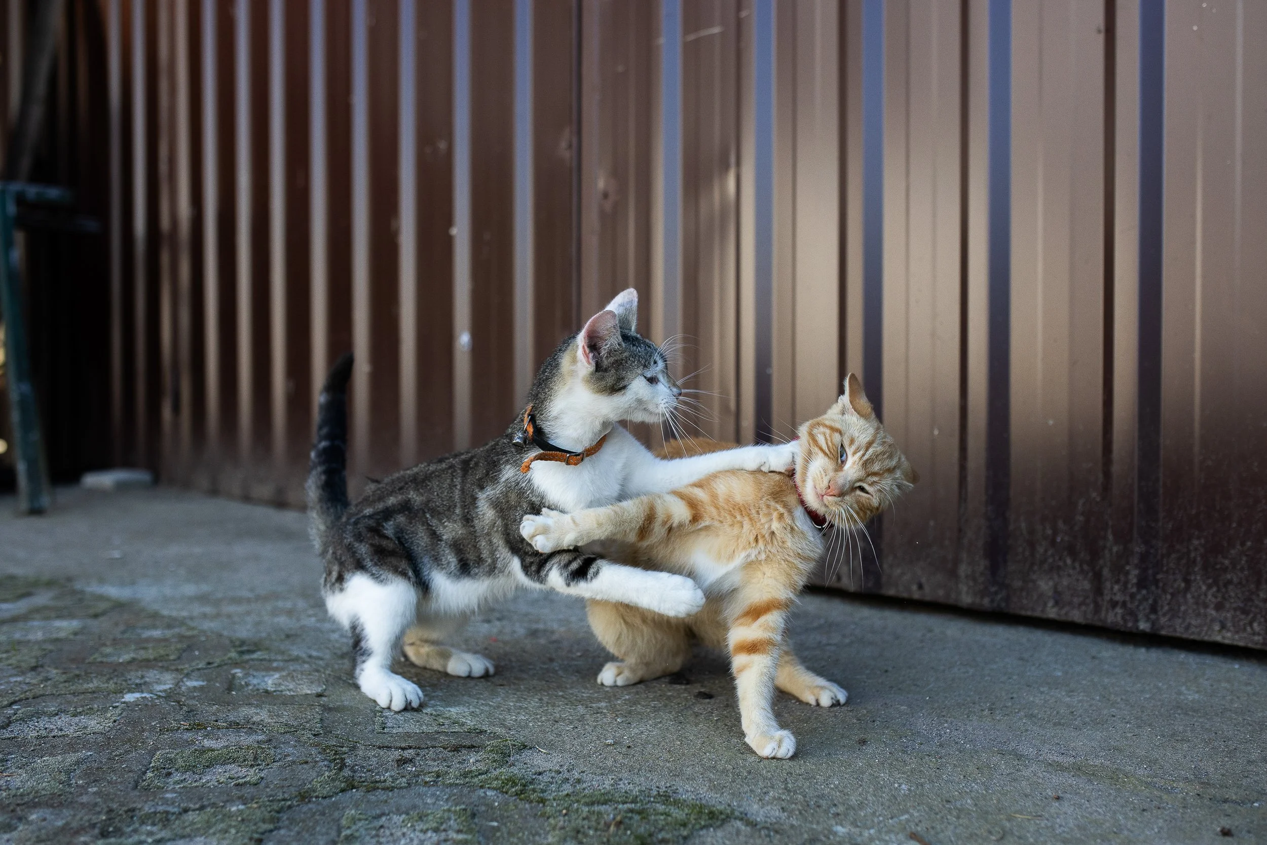 Cats playing on a farm, Boleszkowice, Poland, August 12, 2024