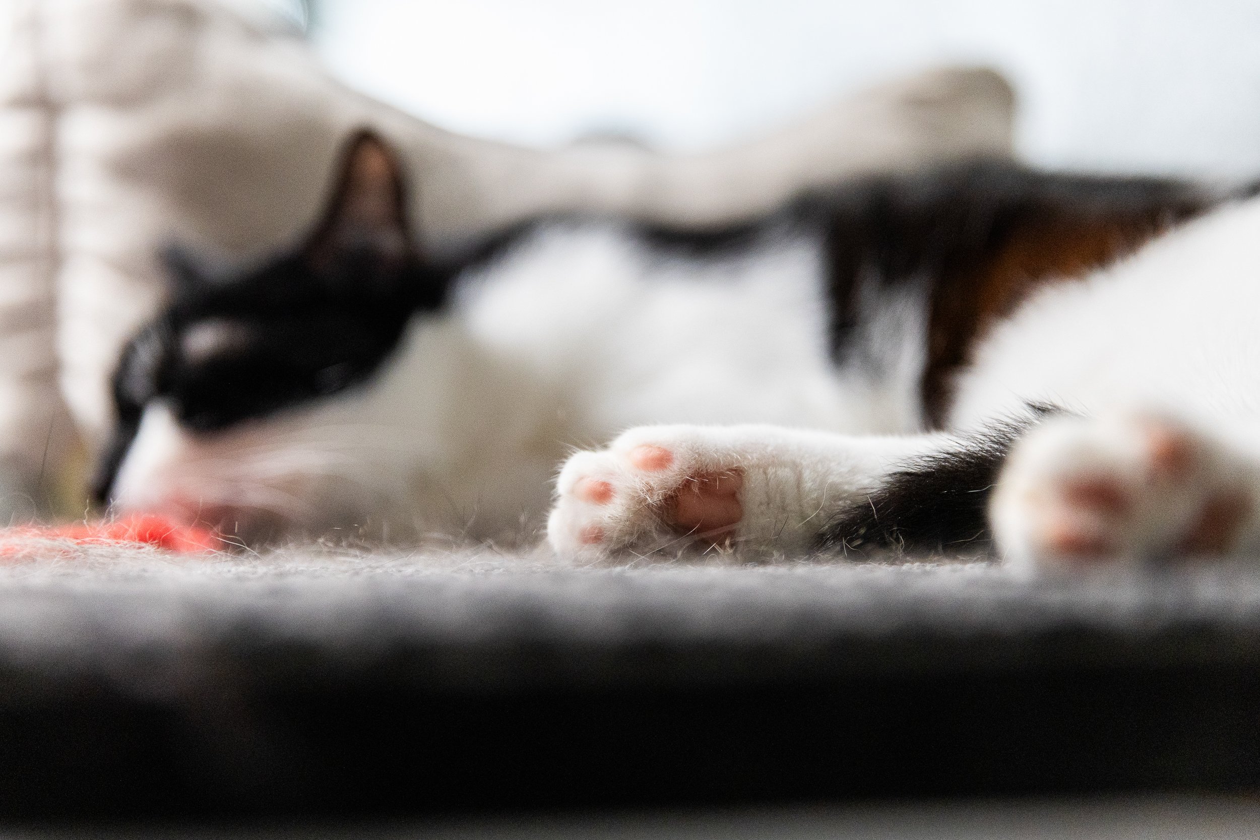 cat-in-animal-shelter-8.jpg