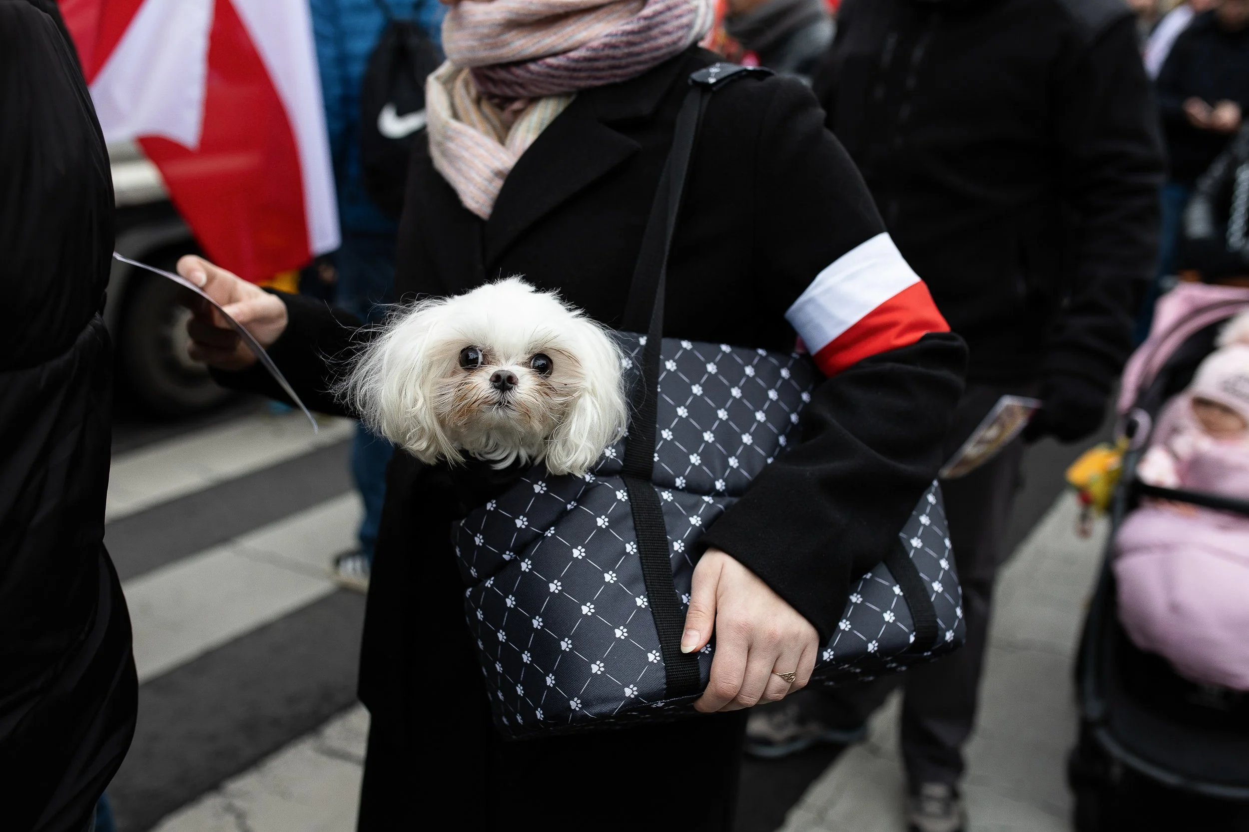 A dog in the crowd during the Independence March, Szczecin, Poland, November 11, 2024
