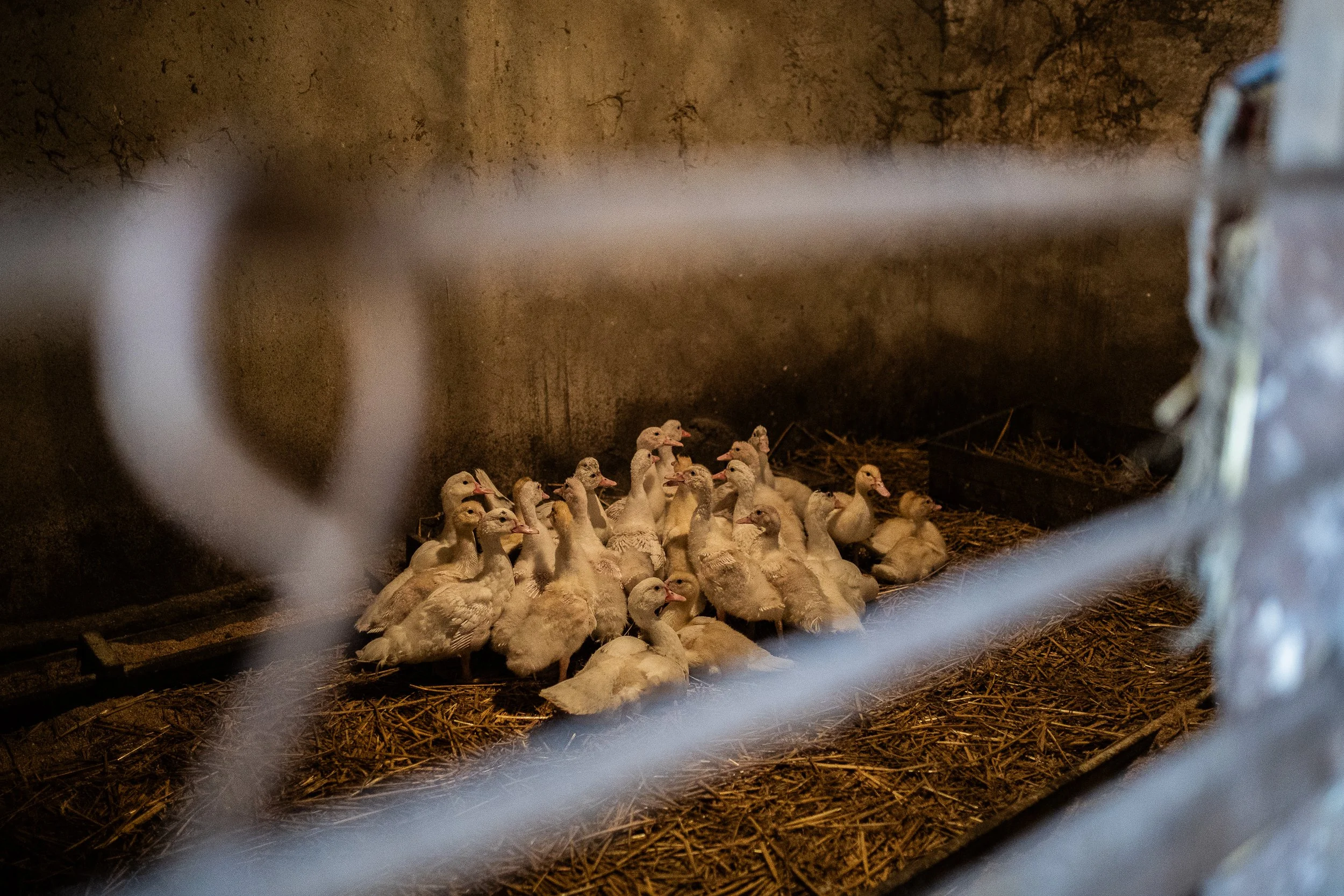 Breeding birds in a covered enclosure, Farm, Boleszkowice, Poland, July 6, 2024