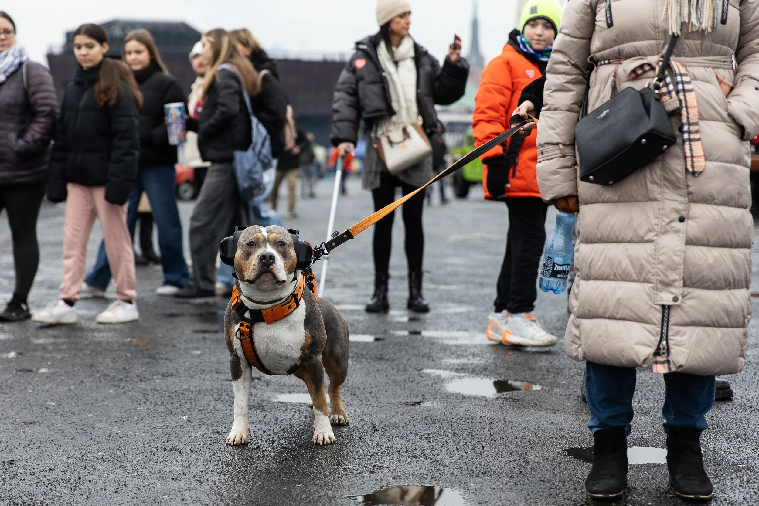 A dog wearing noise-cancelling headphones during a car rally organized in connection with the Grand Finale of the Great Orchestra of Christmas Charity (Wielka Orkiestra Świątecznej Pomocy), Szczecin, Poland, January 26, 2025