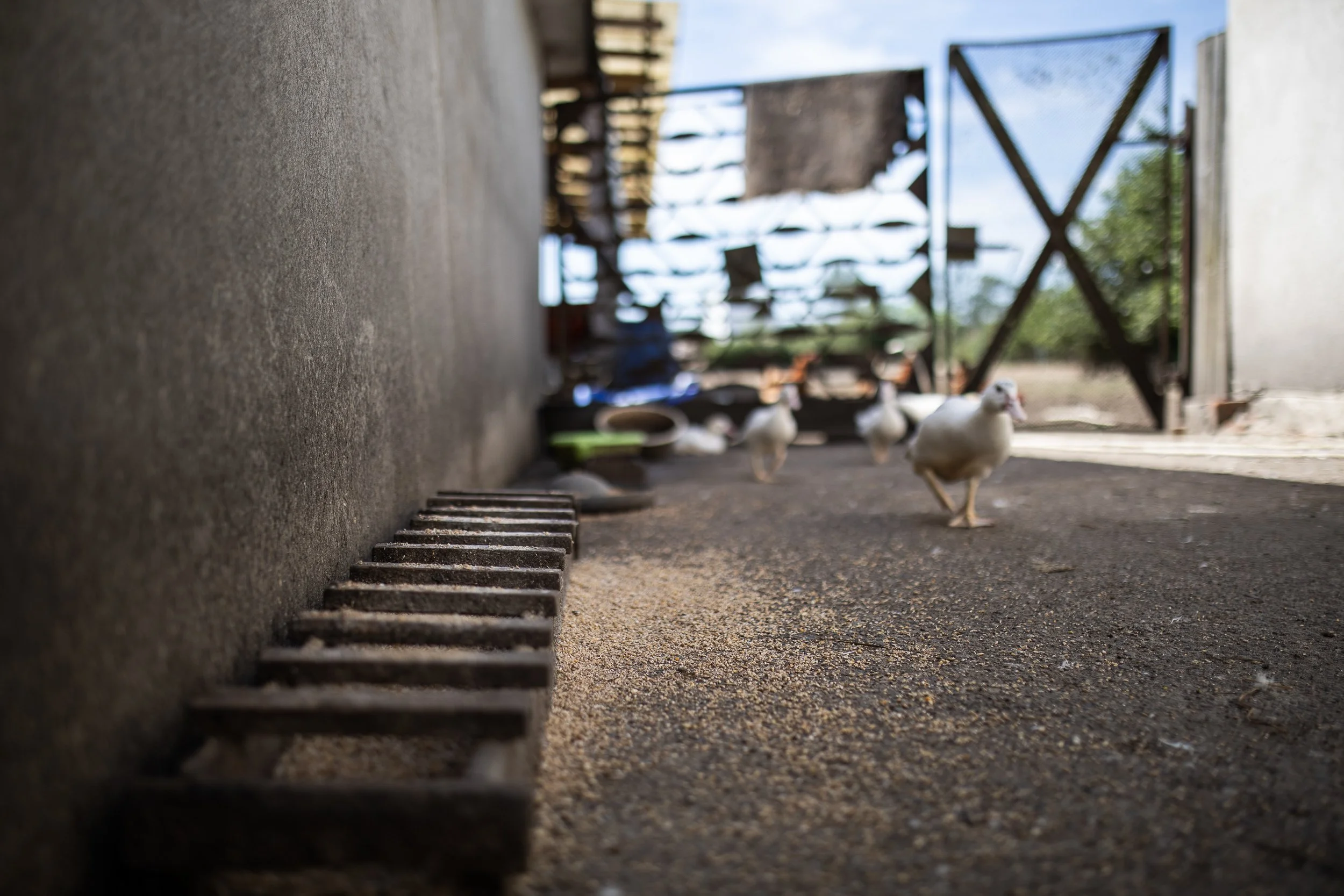 Feed for breeding birds, Farm, Boleszkowice, Poland, July 6, 2024