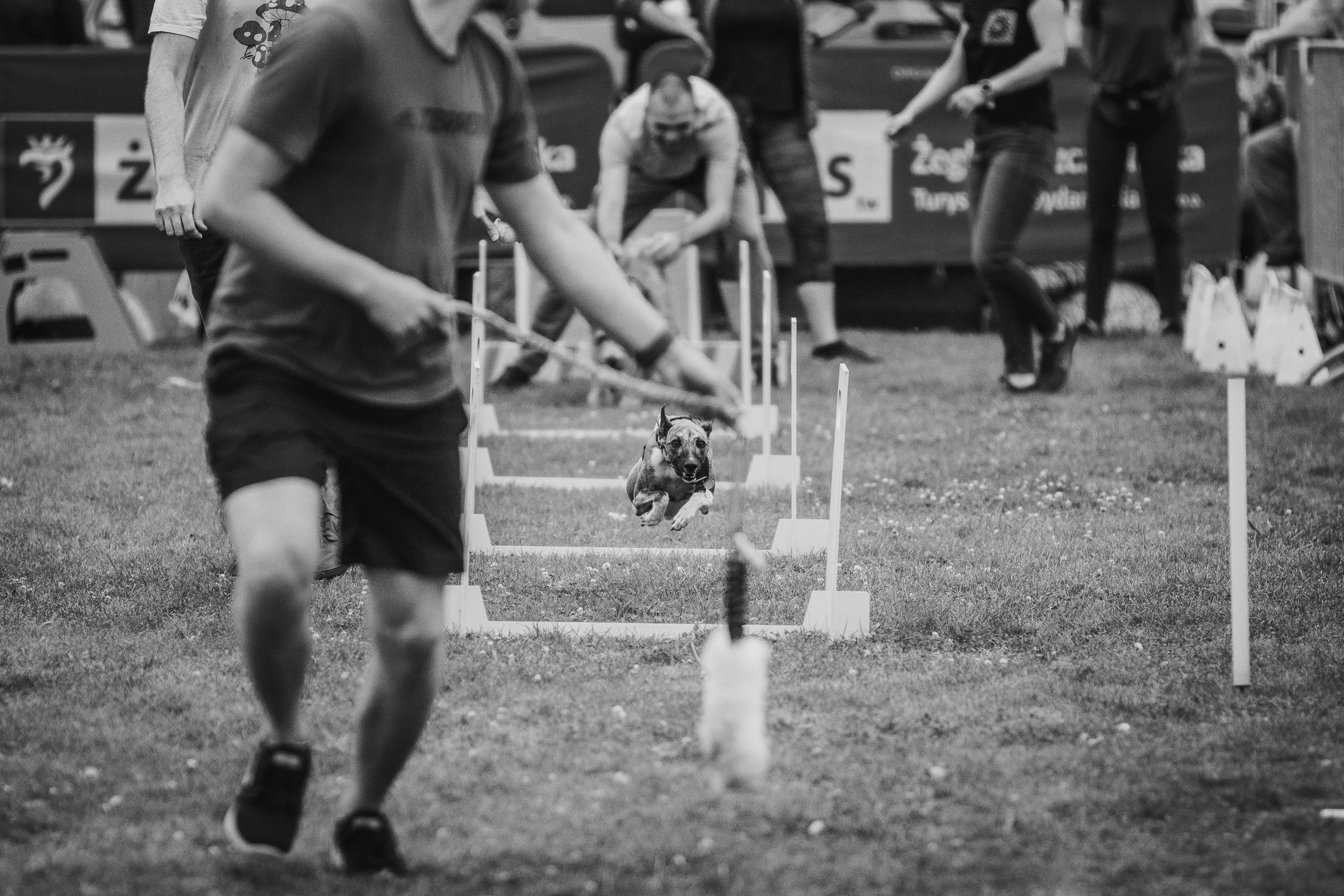 A dog and its trainer navigate an obstacle course at the “Targi Psijemności” event, Łasztownia, Szczecin, Poland, August 27, 2023
