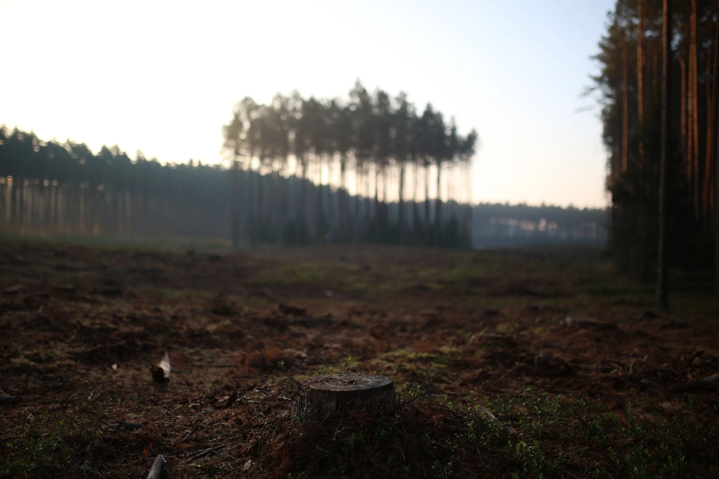 Wycinka lasu w okolicach drogi wojewódzkiej nr 142 “chociwelka”, Polska, 25 października 2024.