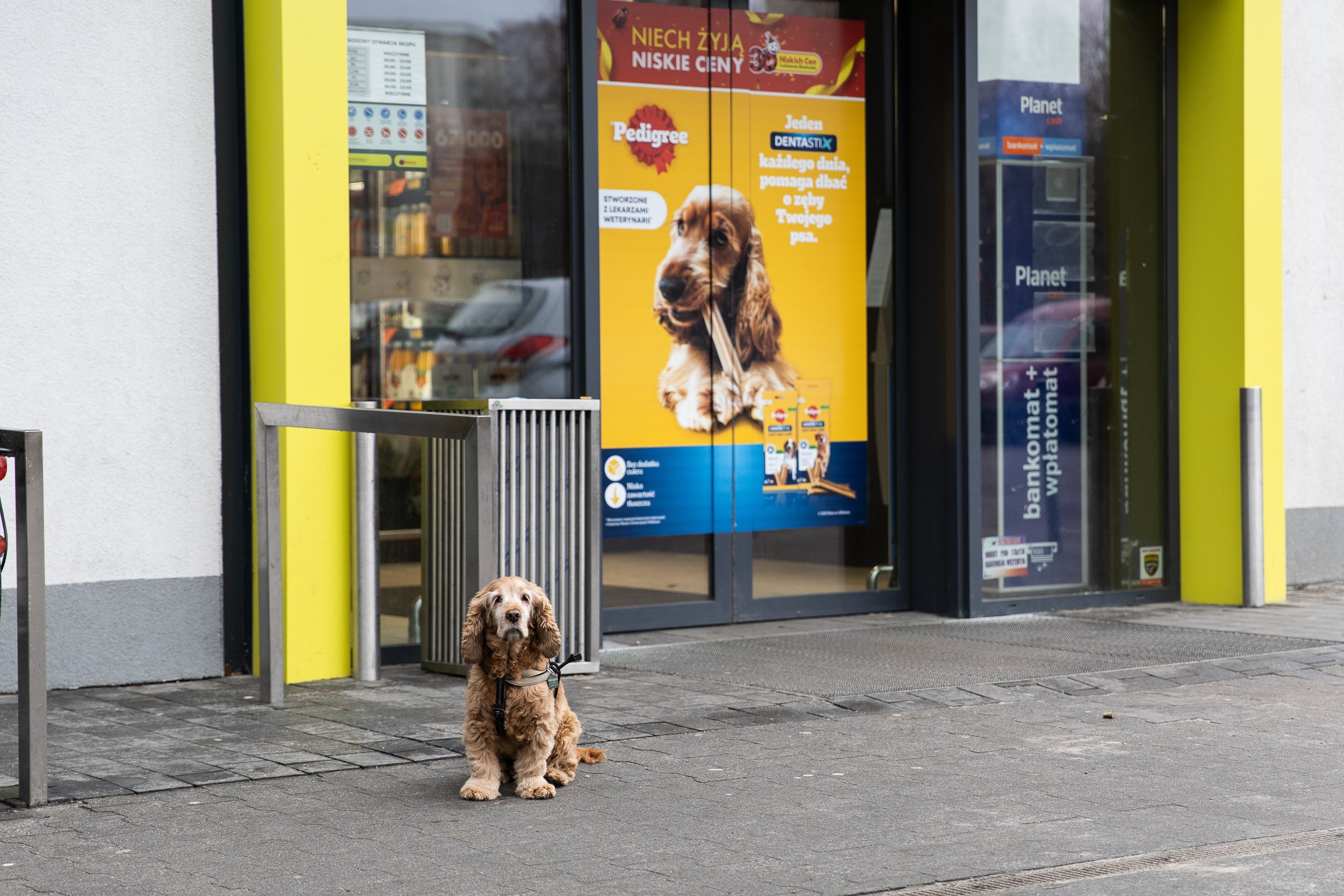 Cocker spaniel siedzący przed sklepem, Szczecin, Polska, 16 stycznia 2025.