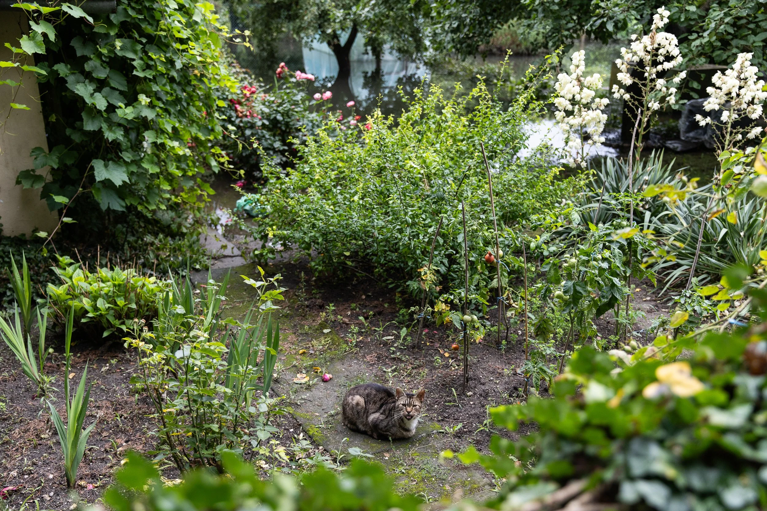 One of about 20 cats that live in the allotment gardens, Górki Ustowskie, Ustowo, Poland, July 24, 2025