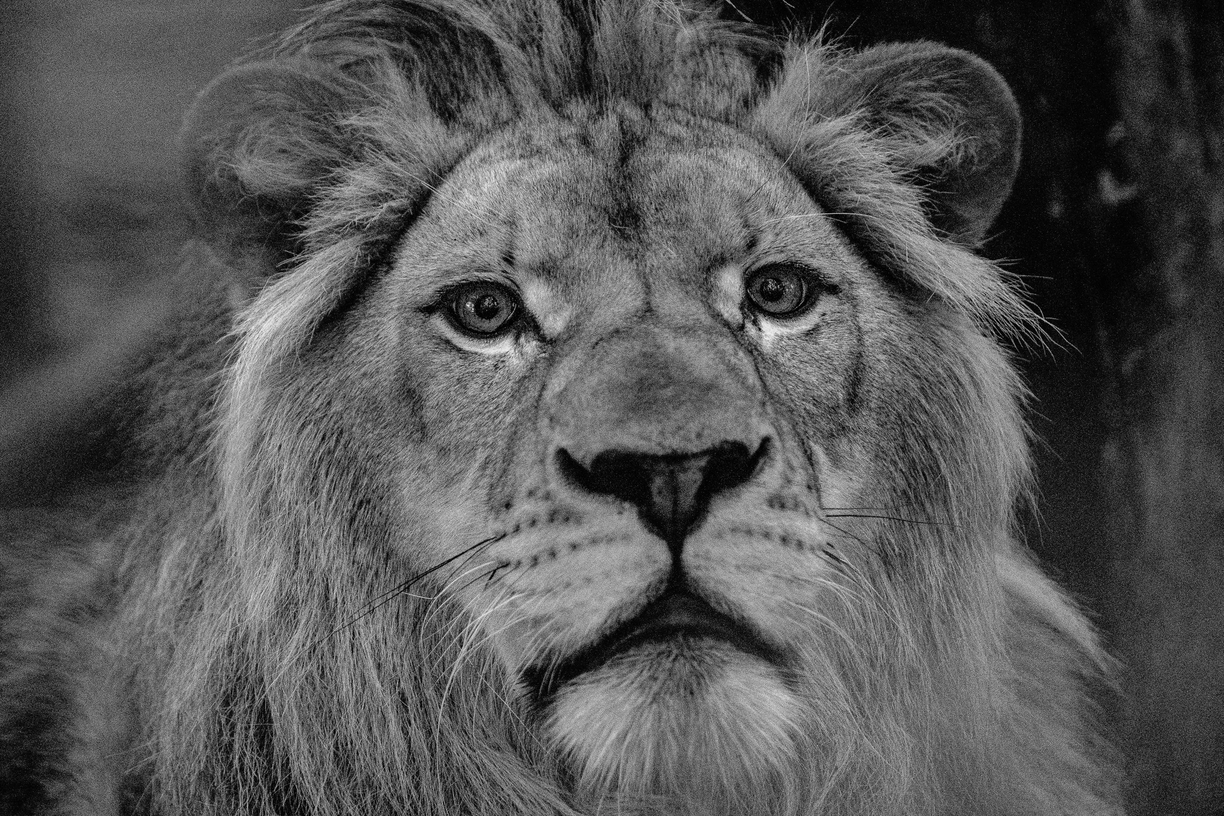 One of the lions behind glass at the Eberswalde Zoo, Germany, September 6, 2023
