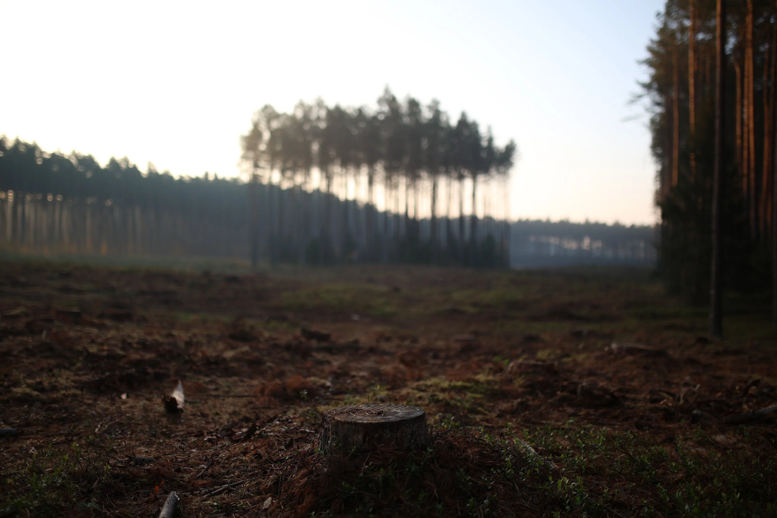 Okolice drogi wojewódzkiej nr 142 (chociwelka), 25 października 2024.