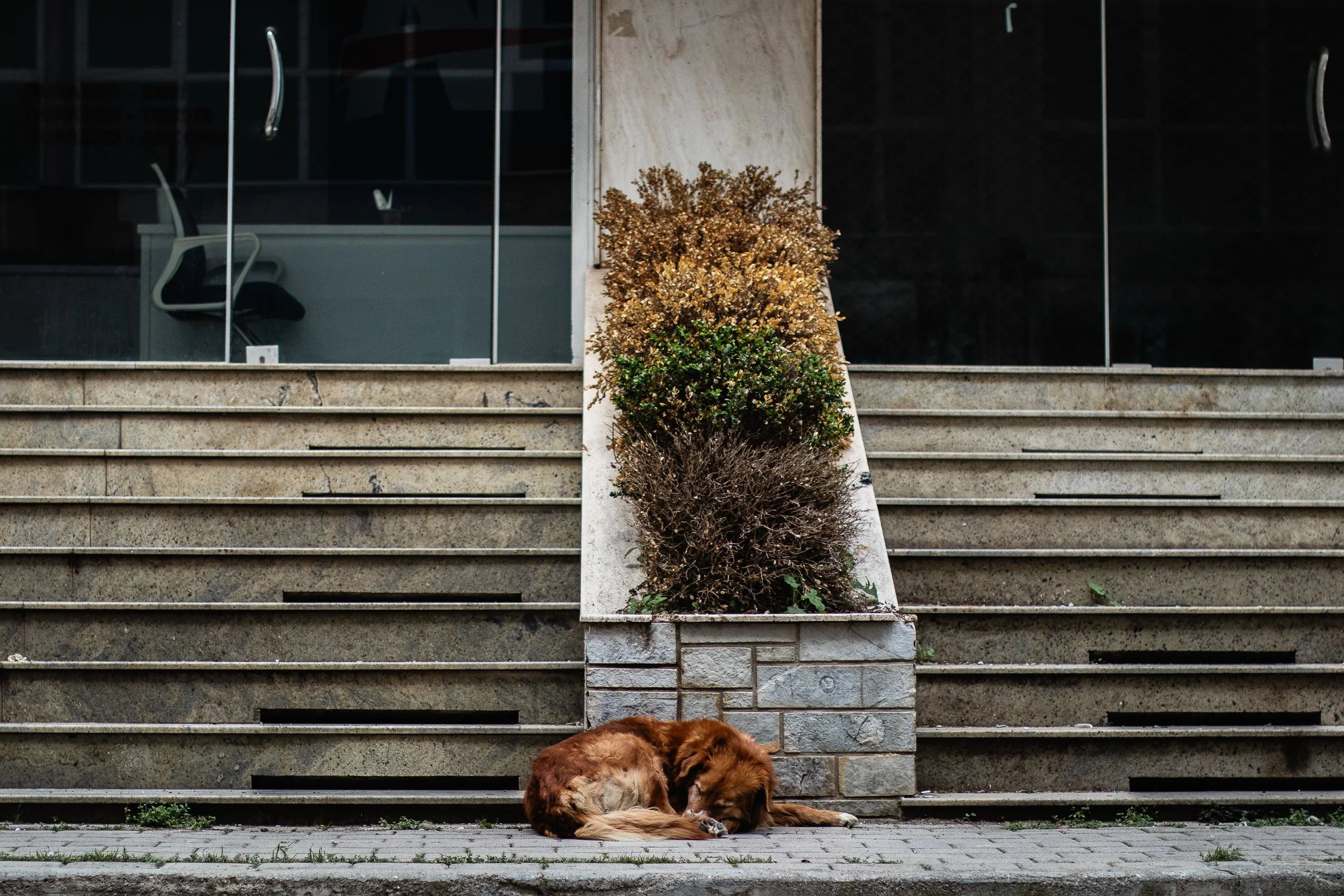 Stray dog in Durrës, Albania, April 1, 2024