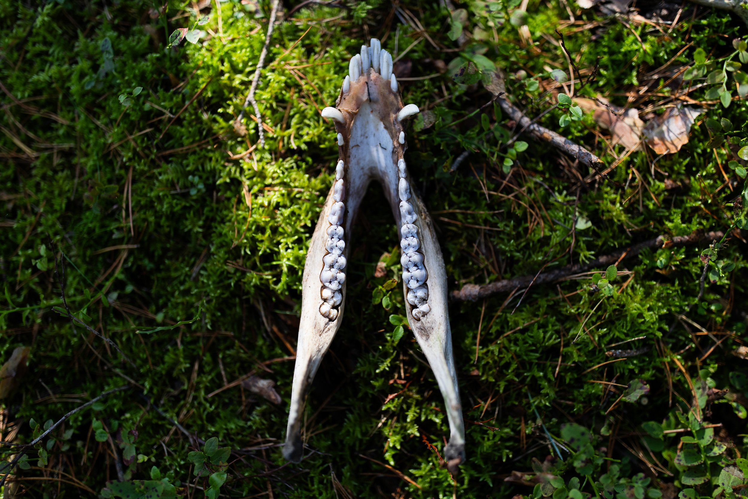 Wild boar jaw found in the forest near the "chociwelka" road, September 23, 2025