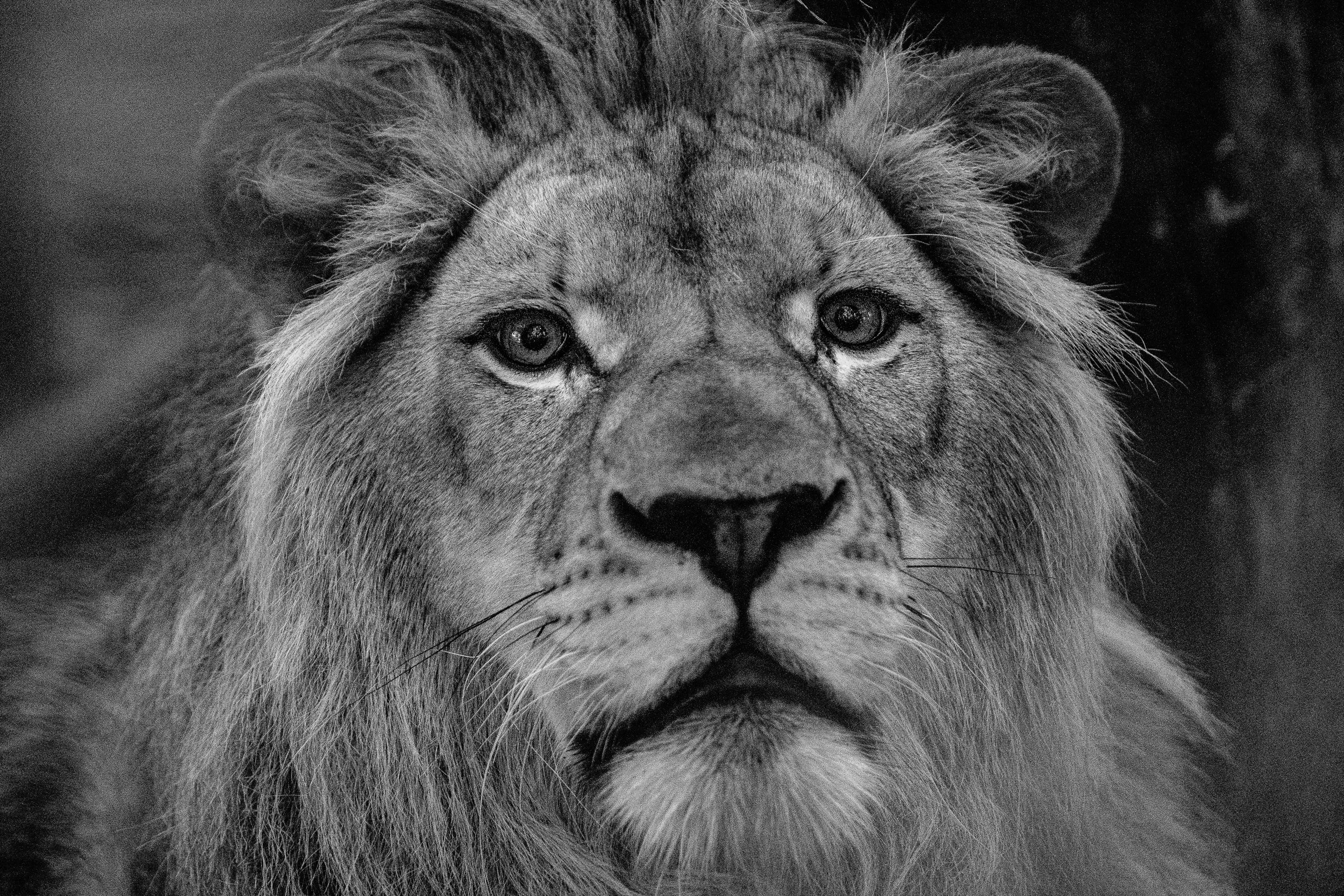 Jeden z lwów za szybą w zoo Eberswalde, Niemcy, 6 września 2023.