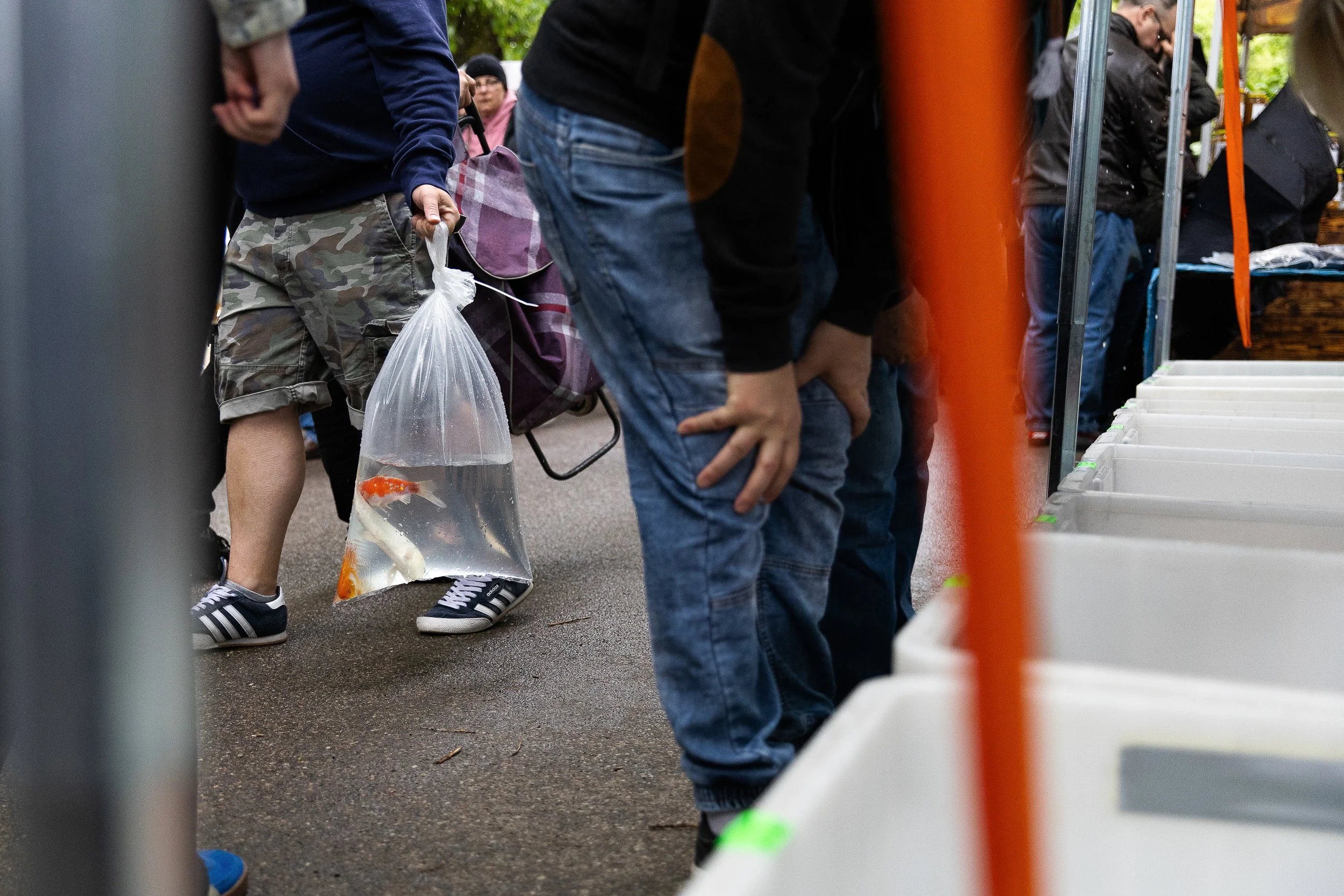 Fish bought by one of the participants of the garden fair “Pamiętajcie o Ogrodach”, Szczecin, Poland, May 18, 2025