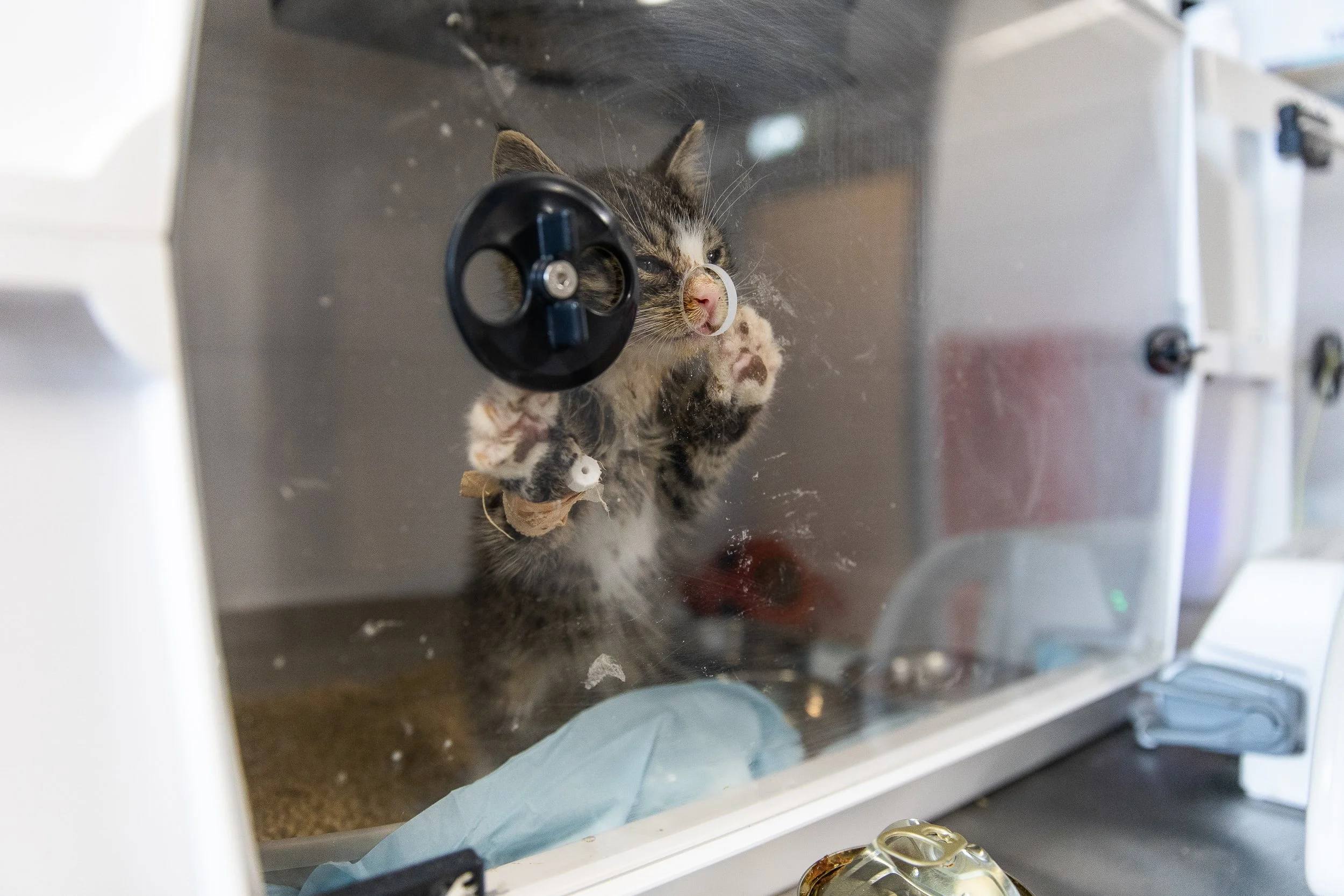 A kitten under the care of veterinarians at the Homeless Animal Shelter in Szczecin, Poland, July 16, 2025