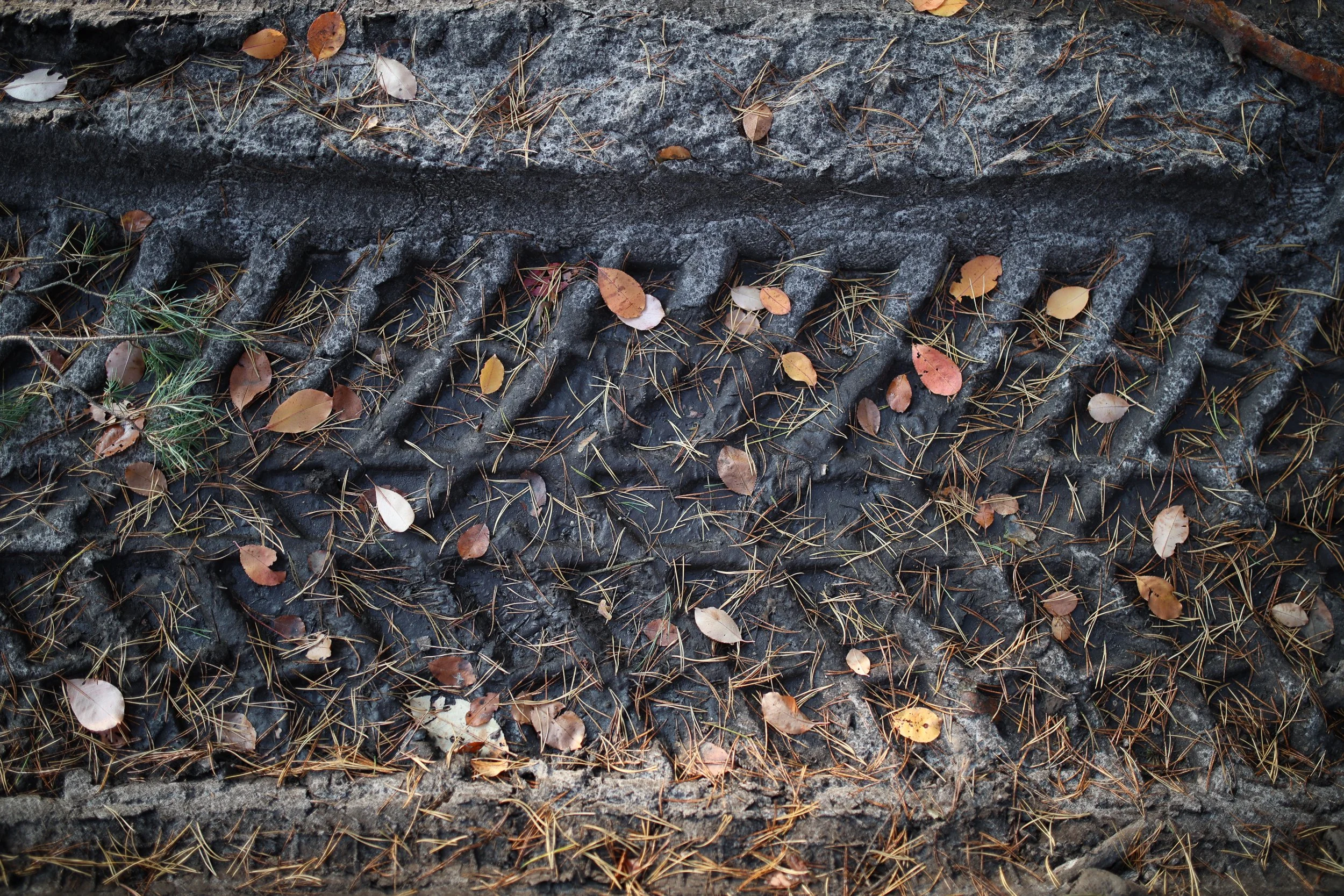Traces of logging vehicles, Near provincial road 142 “chociwelka”, Poland, October 25, 2024