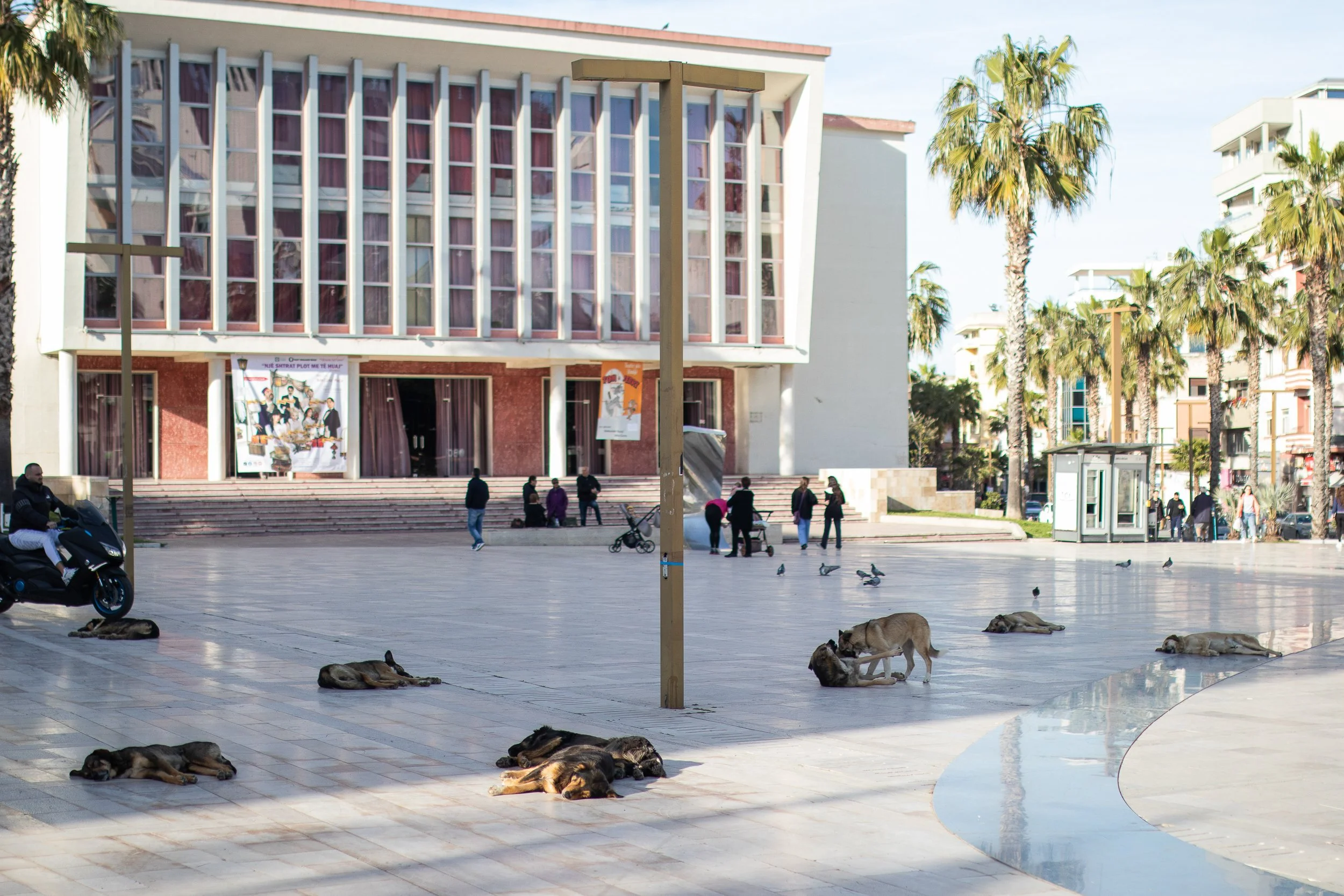 Leżące psy na placu w centrum Albańskiego miasta Durrës, obok największego w tej miejscowości meczetu Grand Mosque of Durrës (Xhamia e Madhe). Albański rząd nie przeznacza środków na publiczne schroniska dla psów (w 2018 roku w całej Albanii nie było