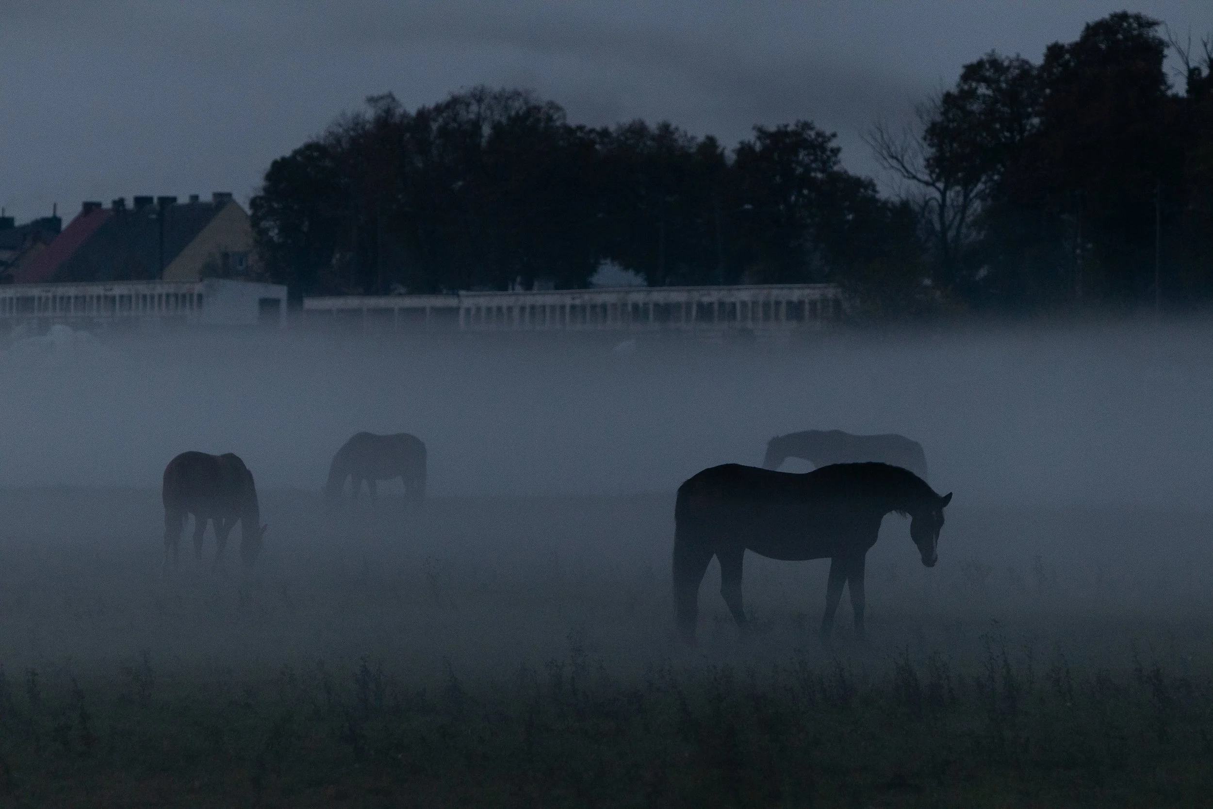 Horses at the stud farm during fog, Bielin, Poland, October 31, 2022