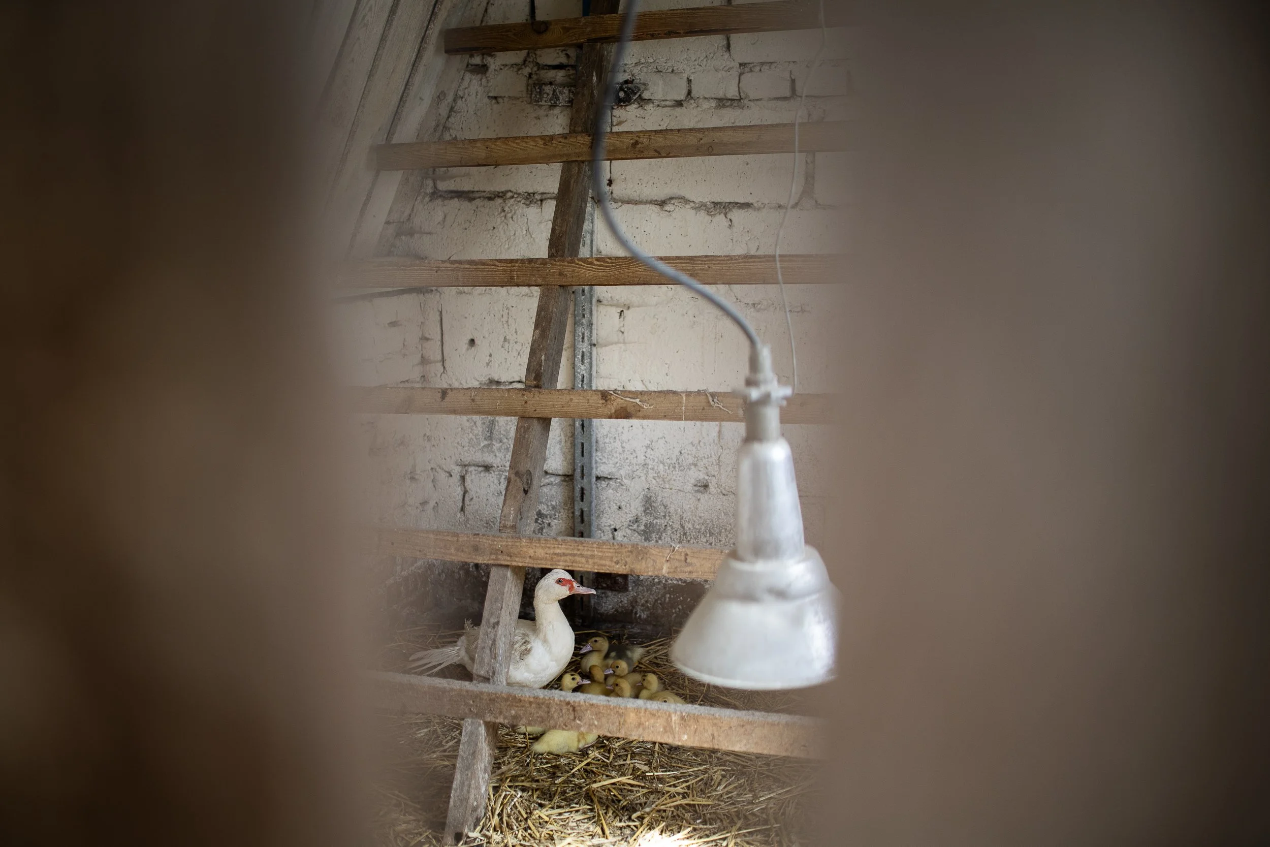 Duck breeding, Farm, Boleszkowice, Poland, July 6, 2024