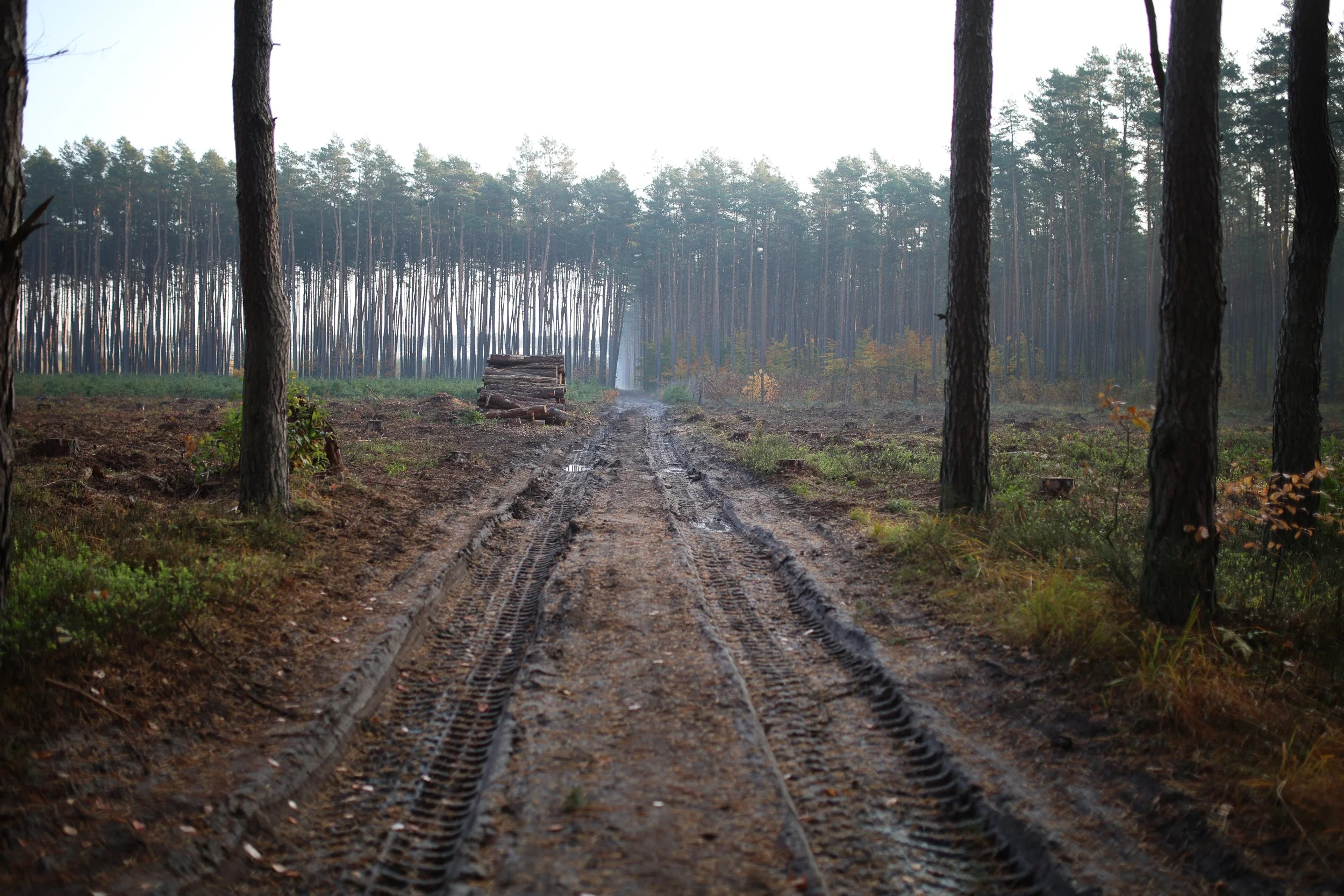 traces-of-logging-vehicles-2.jpg
