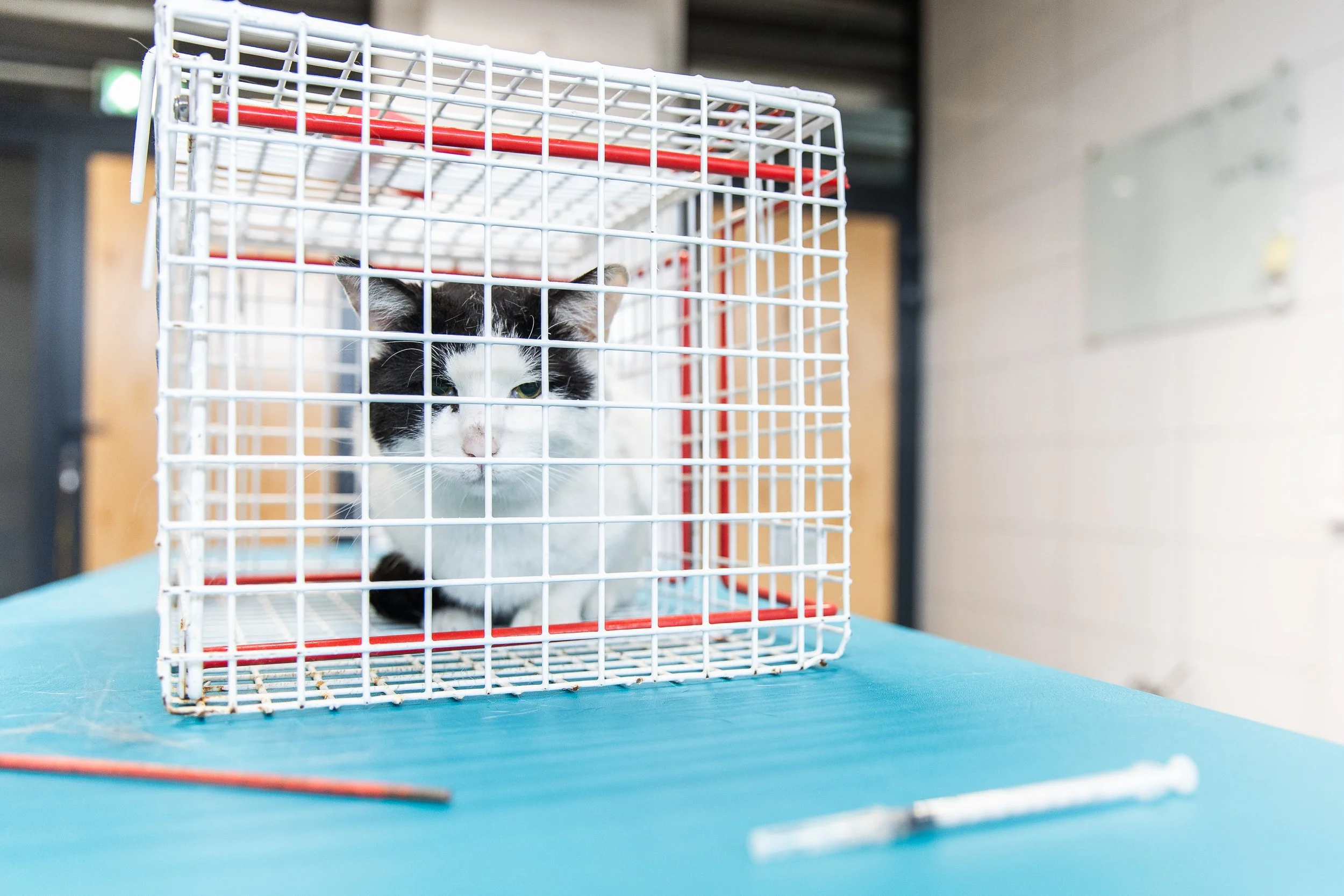 shelter-for-homeless-animals (4).jpg