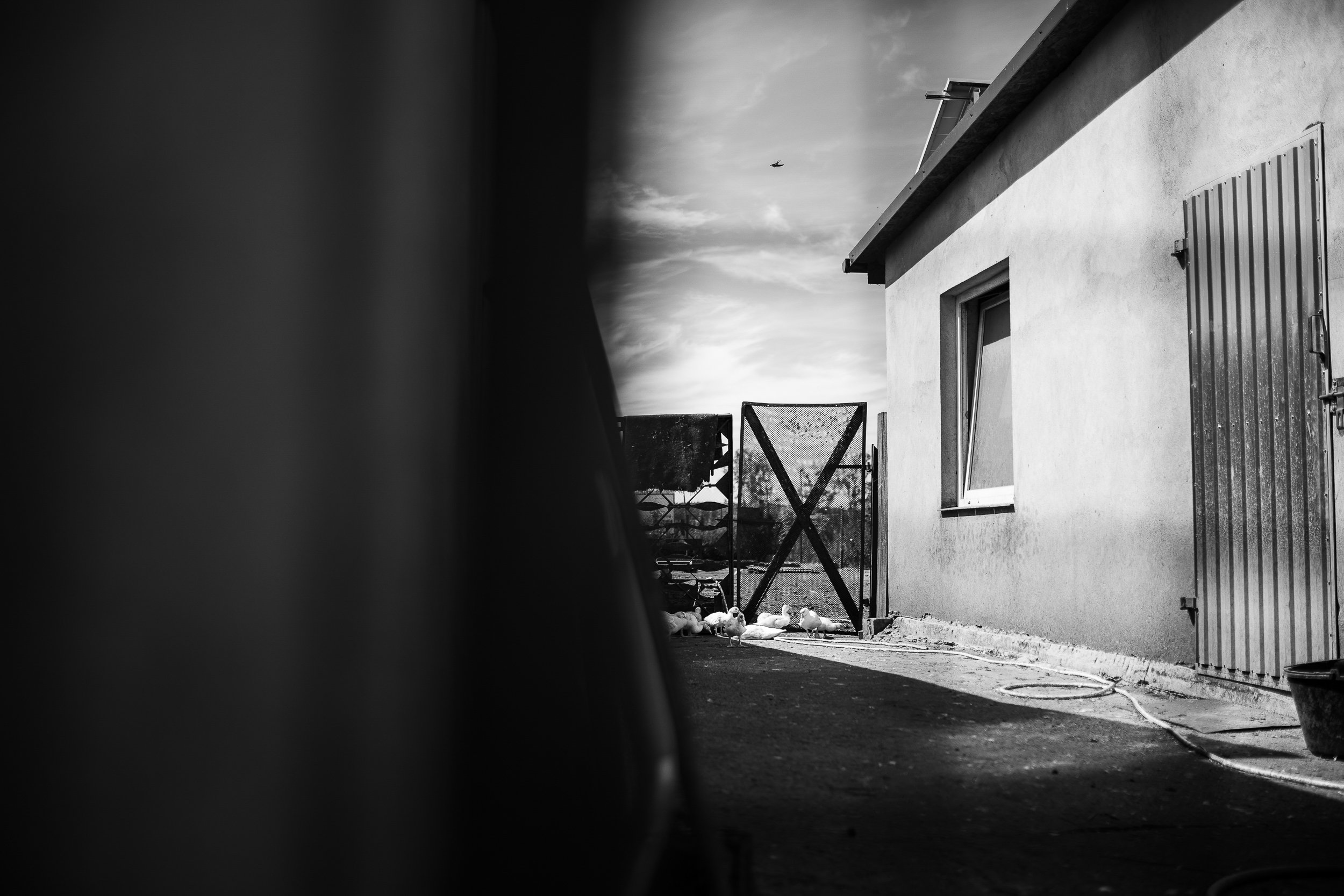 Free bird flying over farm birds, Boleszkowice, Poland, July 6, 2024