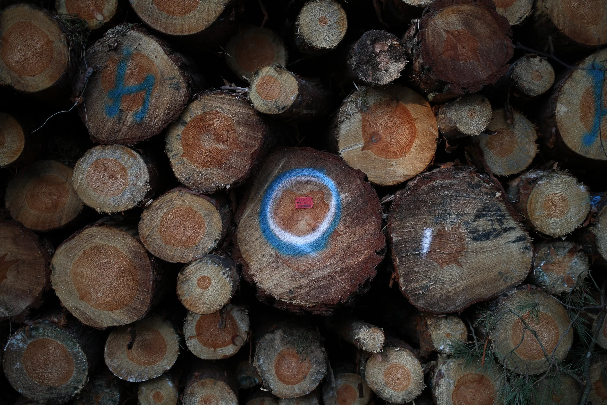 Trees cut down and marked, Near provincial road 142 “chociwelka”, Poland, October 25, 2024