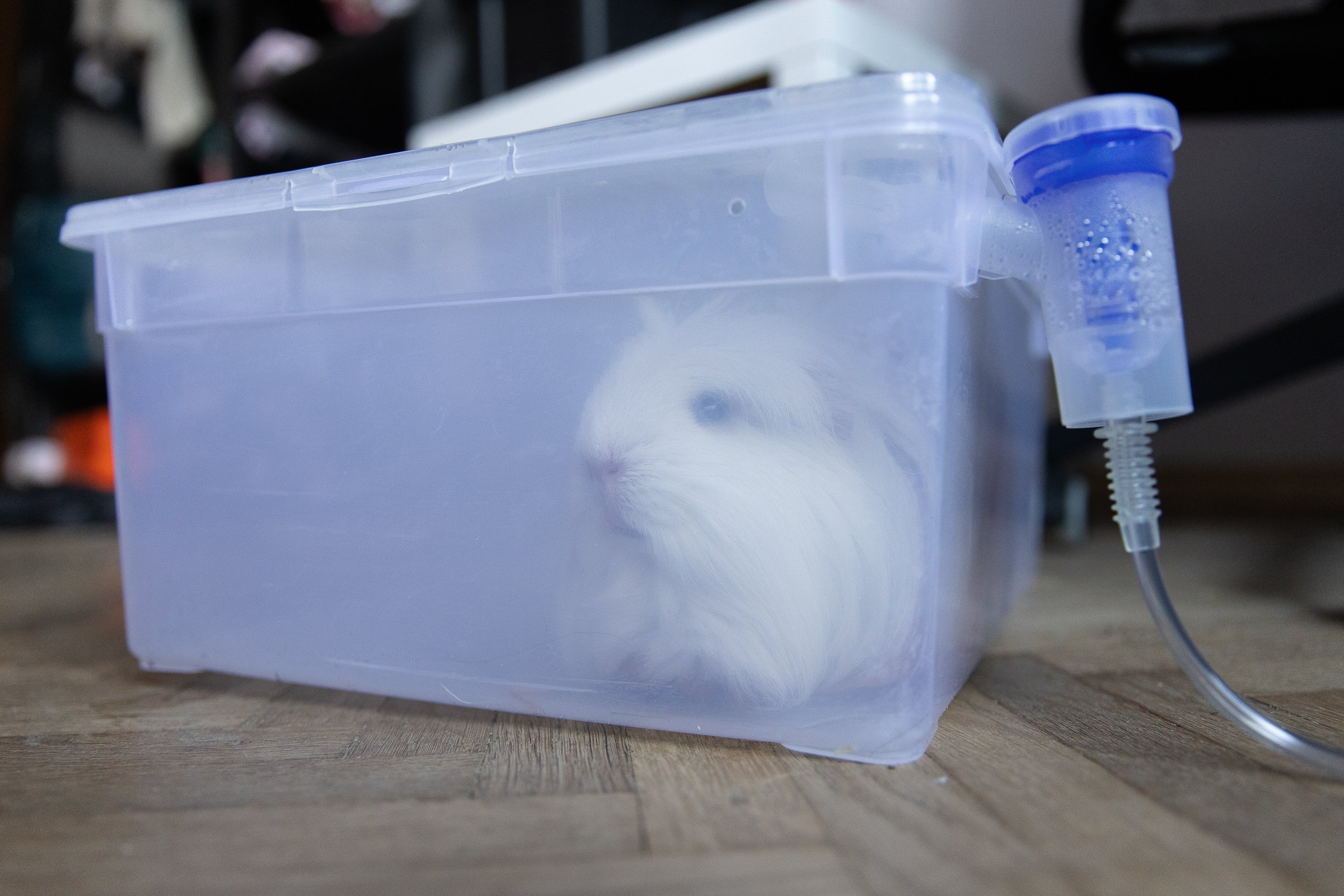 A guinea pig undergoing inhalation to relieve cold symptoms, Szczecin, Poland, June 9, 2025