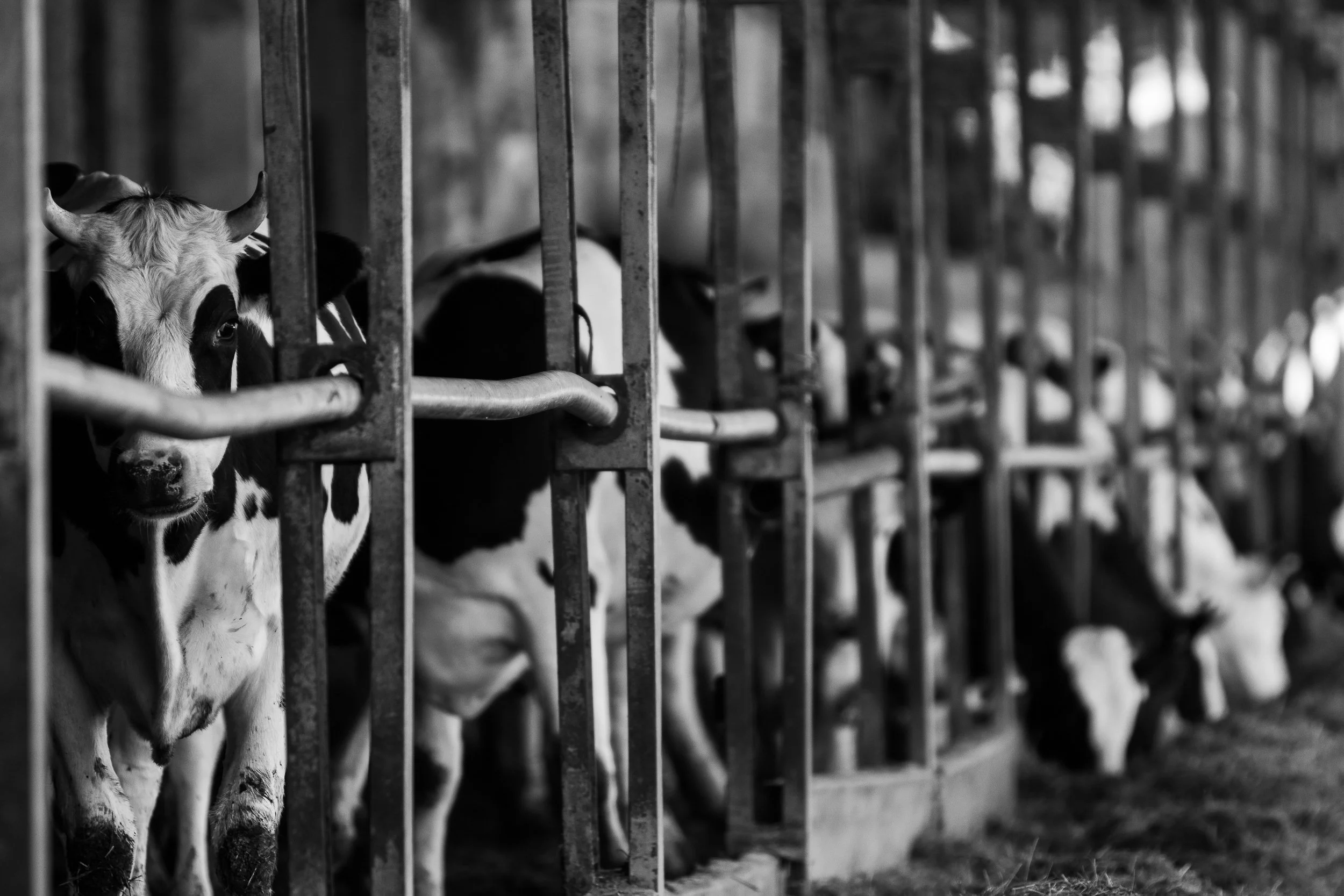 Cows raised for their milk. In some cases, dairy cows may also be slaughtered. Kamionka, Poland, September 20, 2022
