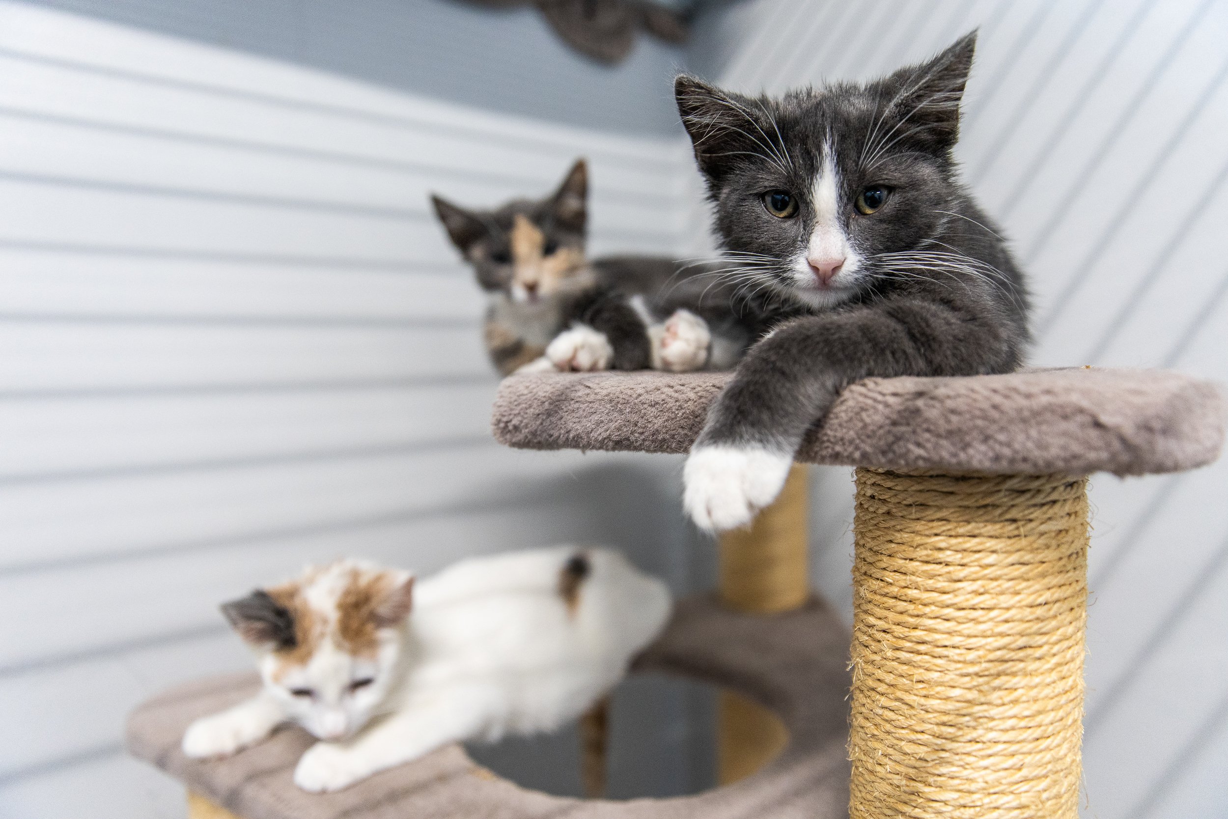 cats-in-animal-shelter-9.jpg