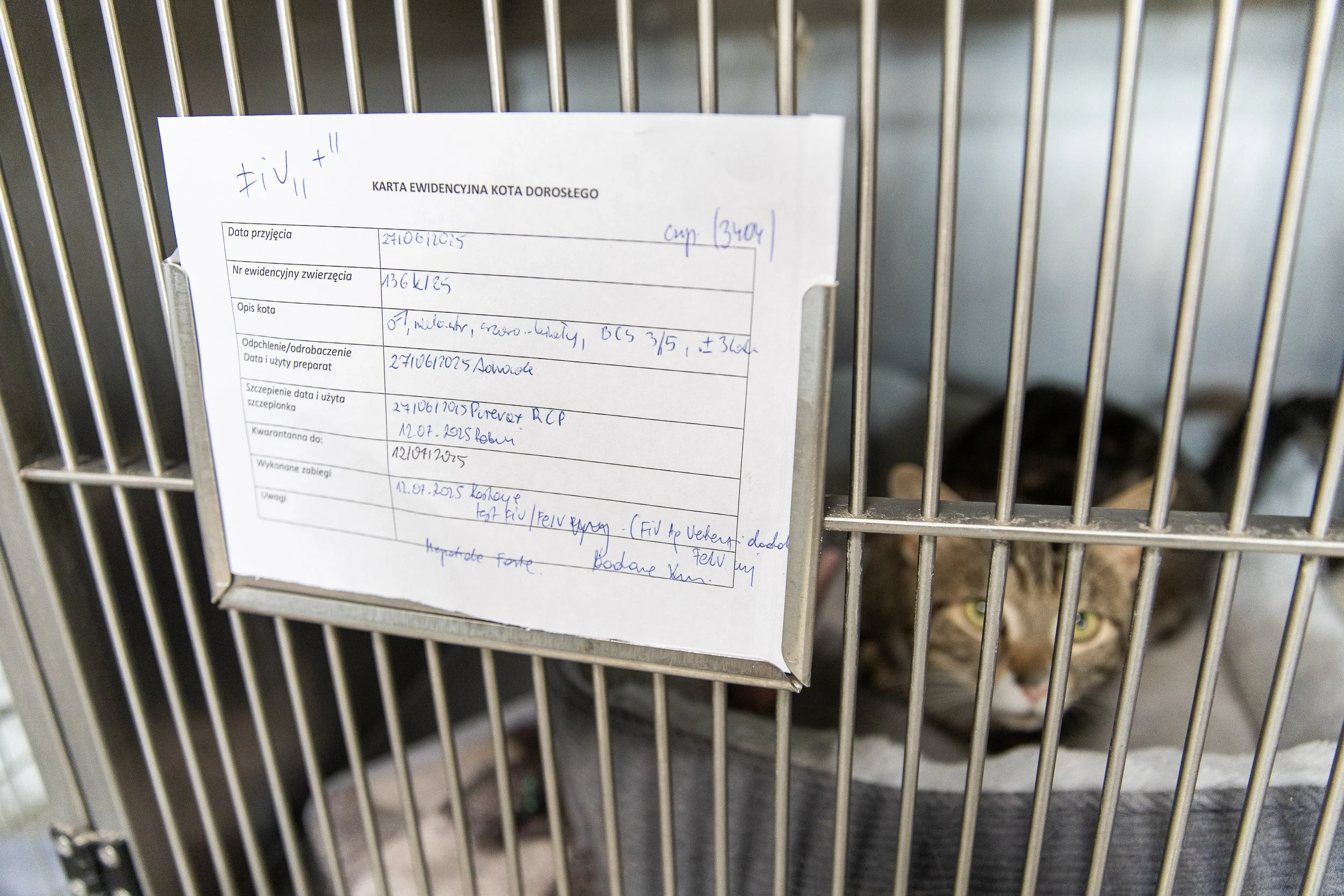 FIV – wirus nabytego niedoboru immunologicznego kotów (potocznie nazywany kocim AIDS). Wywołuje u tych zwierząt niedobór odporności i jest aktualnie nieuleczalna, Schronisko dla Bezdomnych Zwierząt, Szczecin, Polska, 16 lipca 2025.