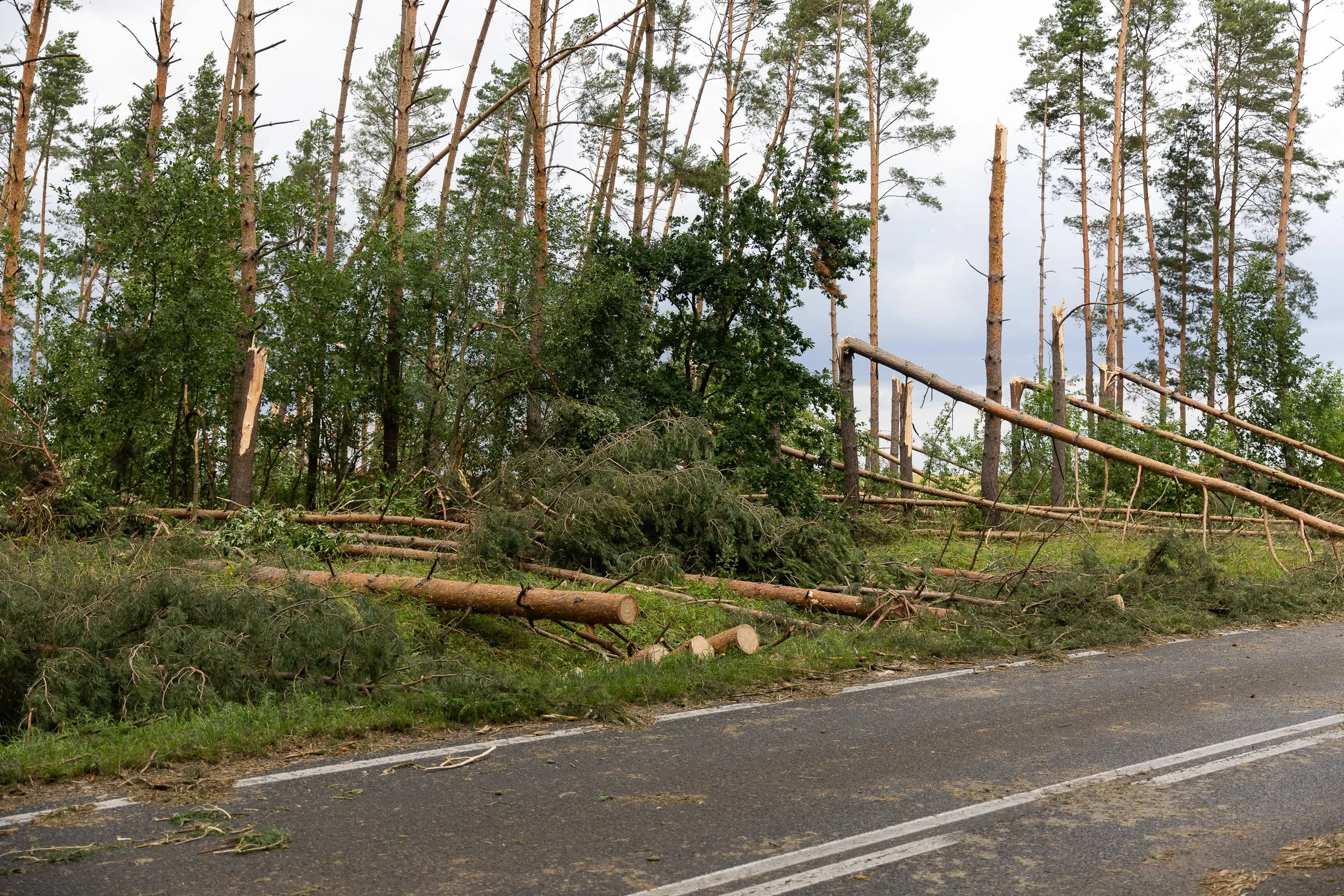 Part of the forest affected by strong winds outside the town of Chojna from the direction of Szczecin, Poland, June 27, 2025