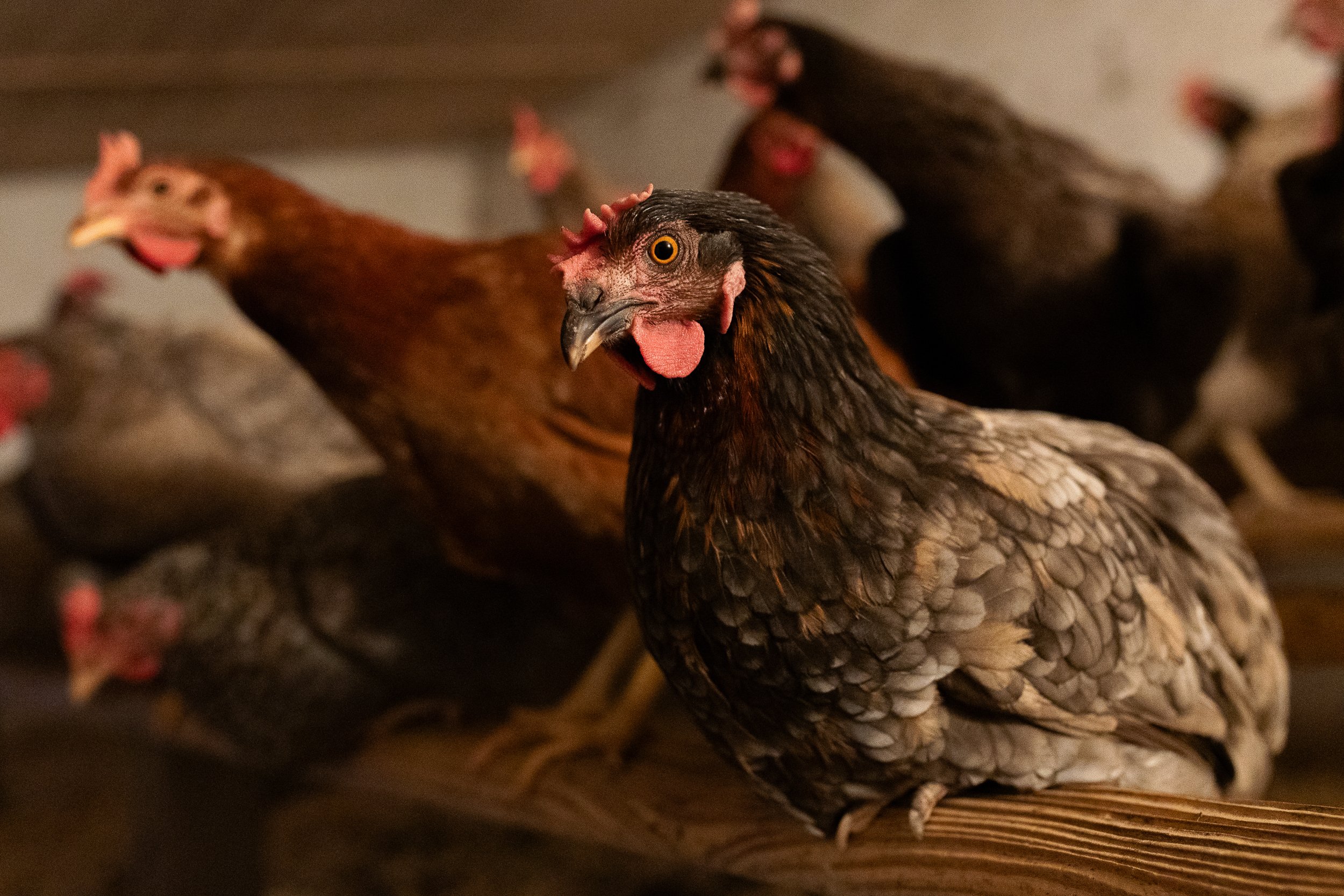 Chickens in a backyard henhouse, Gądno, Poland, September 28, 2024