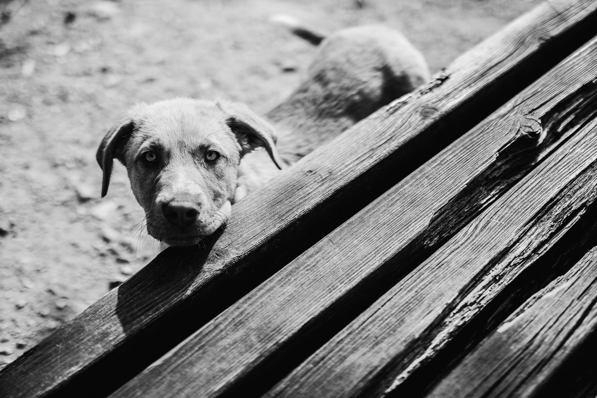 Stray dog in Fushë-Krujë, Albania, April 1, 2024