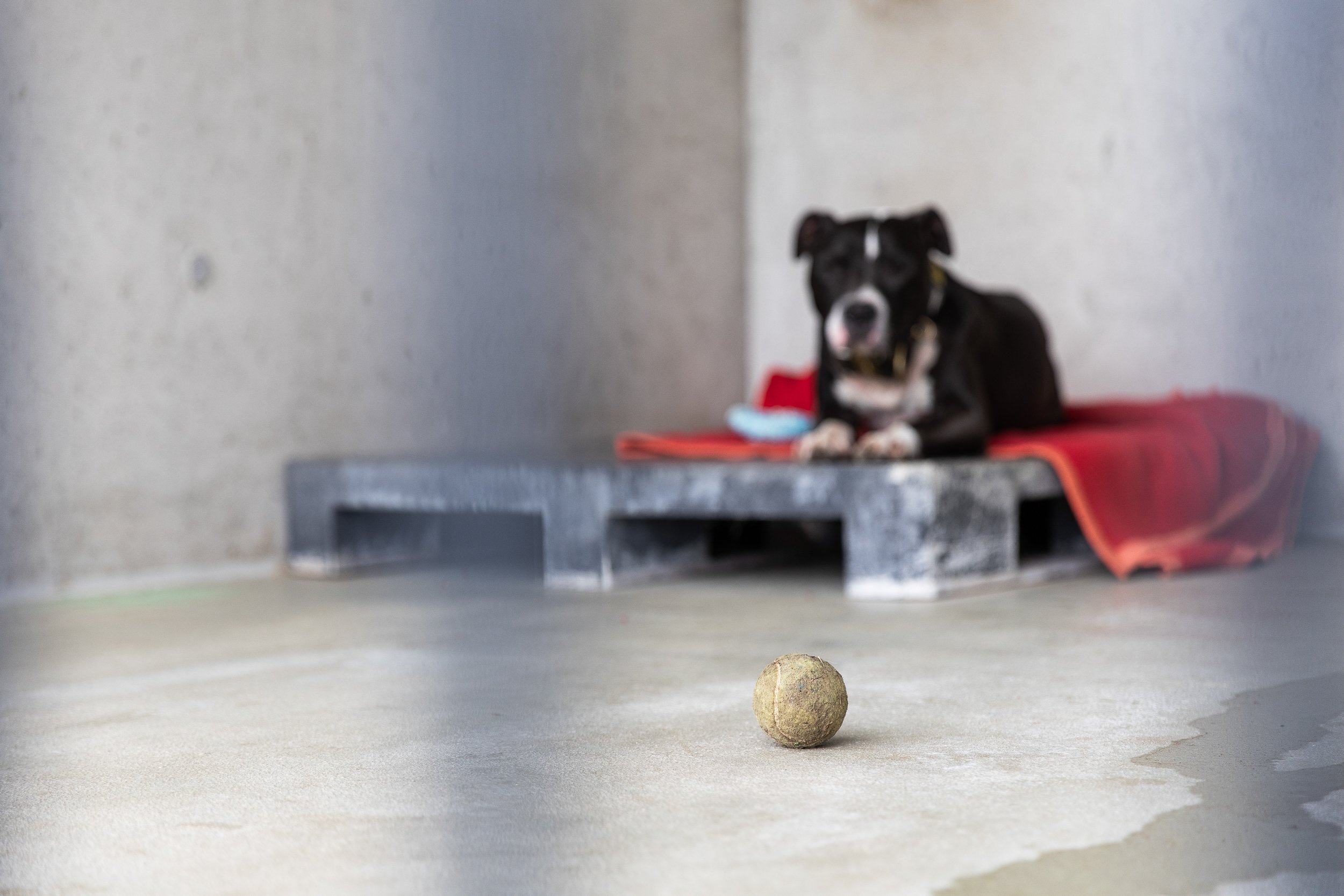 toy-of-a-dog-in-animal-shelter.jpg