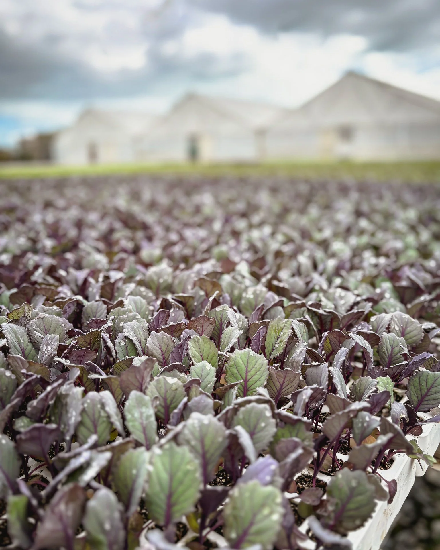 Welcome to the back of our nursery. This is where our crops are busy soaking up sunshine, stretching their leaves, taking showers from time to time, and getting ready for their big moment to be planted on our Connings market farm. We are excited to w