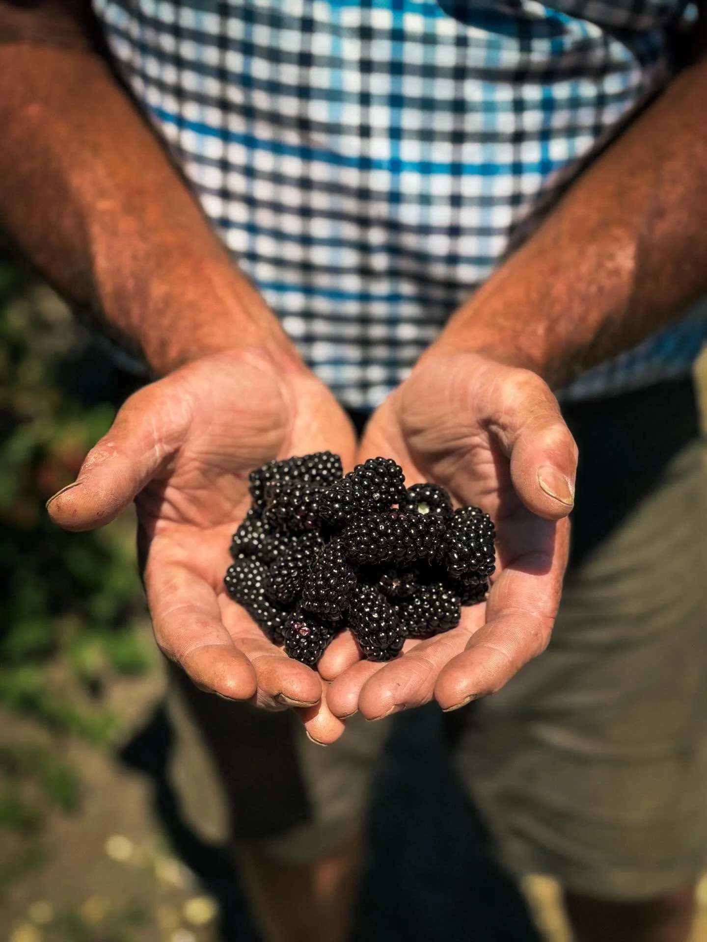 Karaka berries! A sort of blackberry-boysenberry berry! These beauties are grown and gathered less than 1km away from our Appleby store and are at their peak season 🌱 grab a punnet or two and enjoy these rare beauties as we are the only farm growing