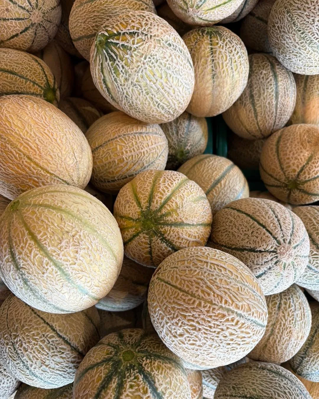 🌱 The summer season is rolling along nicely here at the Connings Appleby Farm. Our rock melons are now ready, with watermelons around the corner &mdash; literally. Pumpkins, corn, celery, and beans are all in peak season and tasting their best. As o