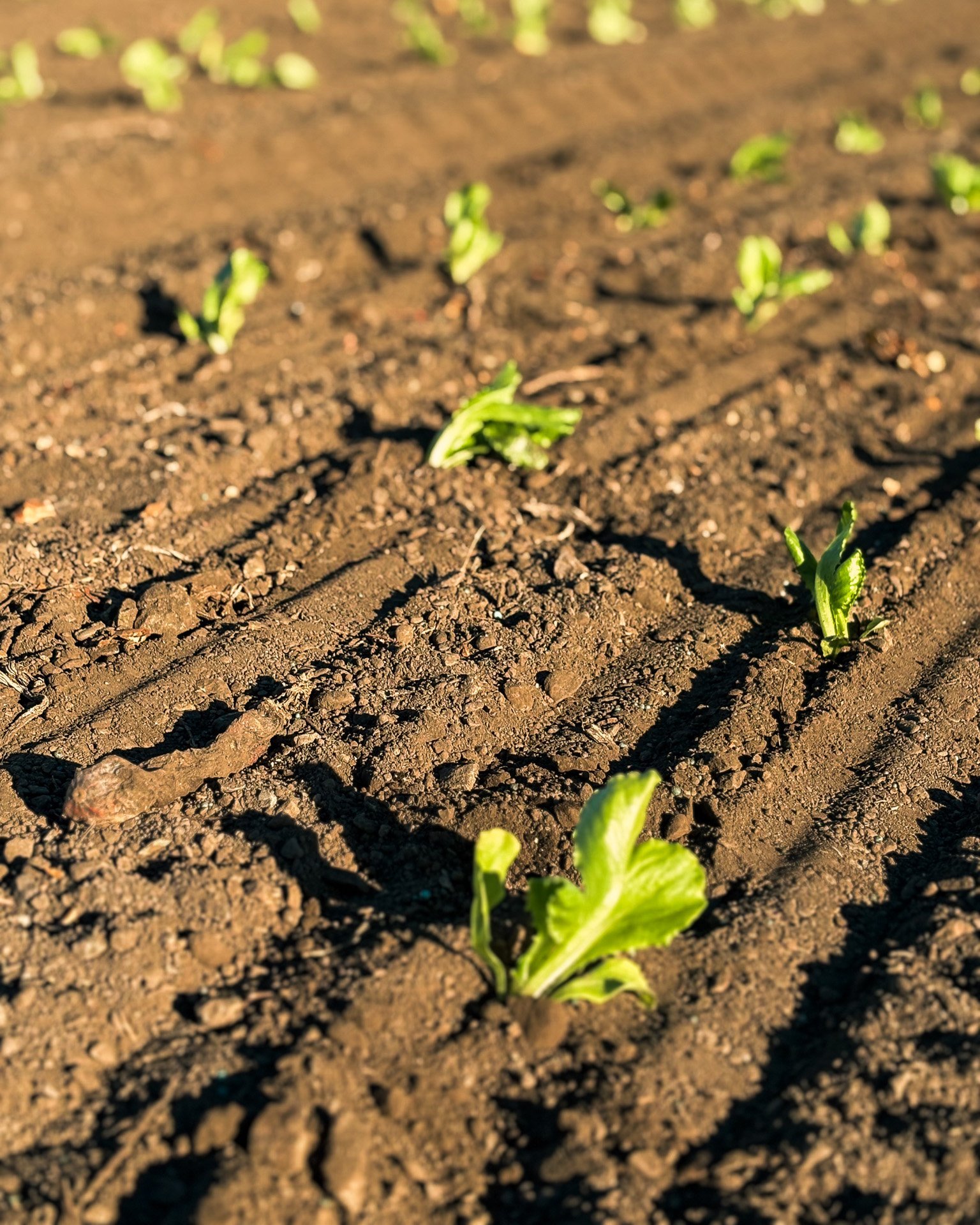 Let's talk lettuces. Right now on the Connings Farm, we&rsquo;ve got 6 different lettuce varieties planted across our paddocks &mdash; about 200,000 crops all up! with more to come. Row after row of greens, reds, different textures and shapes being p
